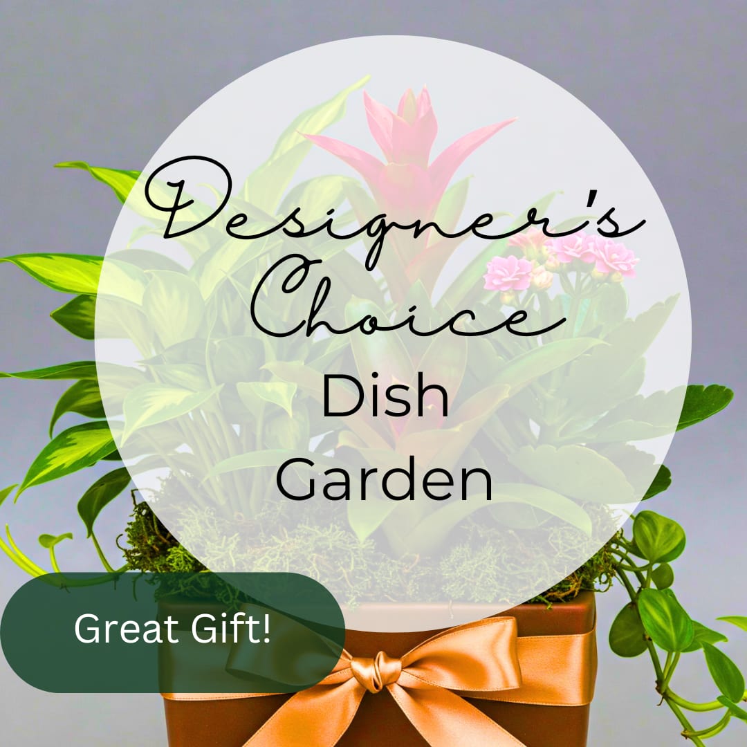 Designer's Choice Dish Garden - Designer's Choice Dish Garden - Live Indoor Plant Arrangement (Available for next-day delivery)  Elevate your indoor space with our Designer's Choice Dish Garden, a unique and one of a kind gift perfect for homes or offices. Each dish garden is thoughtfully curated, showcasing a harmonious blend of lush, live indoor plants. Containers will vary, and may include tasteful ceramic or basket selections.  Sizes:  Standard: Features a beautiful combination of 3 carefully selected plants. Ideal for smaller spaces or as a thoughtful gift. Deluxe: Offers a more abundant display with 5 diverse plants, creating a captivating focal point. Premium: A truly luxurious arrangement with 7 stunning plants, perfect for making a grand statement.  Features:   Unique, Hand-Arranged Design: No two dish gardens are alike! Our designs are based on seasonal availability and aesthetic appeal, ensuring a one-of-a-kind piece. Versatile Decor: Perfect for adding a touch of greenery to any room, from living rooms and bedrooms to offices and entryways. Low Maintenance: Our selected plants are chosen for their ease of care, making this dish garden a perfect choice for both novice and experienced plant enthusiasts. Ideal Gift: A thoughtful and long-lasting gift for birthdays, holidays, housewarmings, and more. Live Plant Arrangement: Experience the natural beauty and air-purifying benefits of live indoor plants. Indoor Gardening: Bring the outdoors in with this elegant indoor planter.