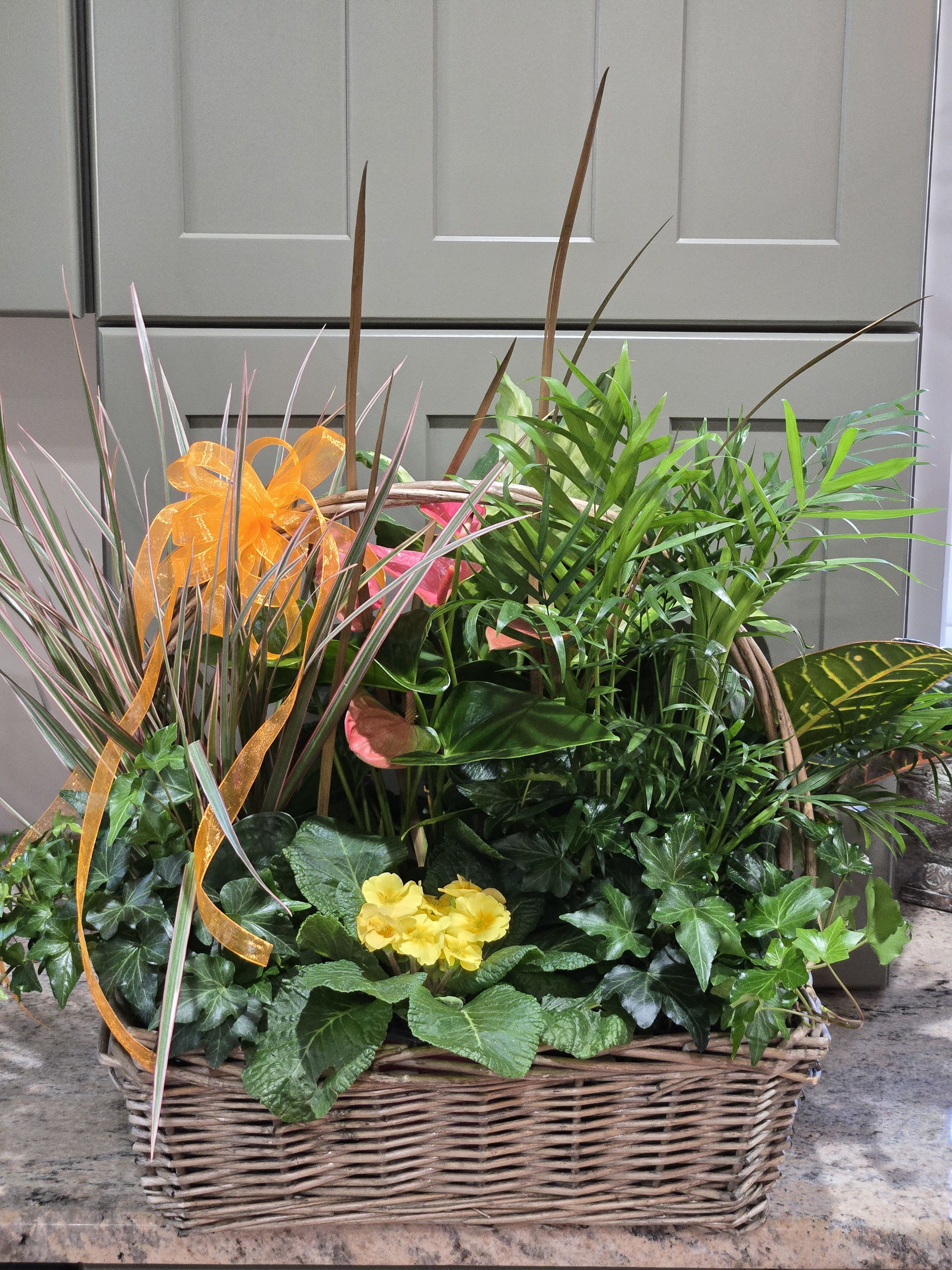European Planter - Don't be worried about an orange bow. This live garden planter is extremely impressive. The basket contains a variety of indoor plants and the bow colors are endless. 