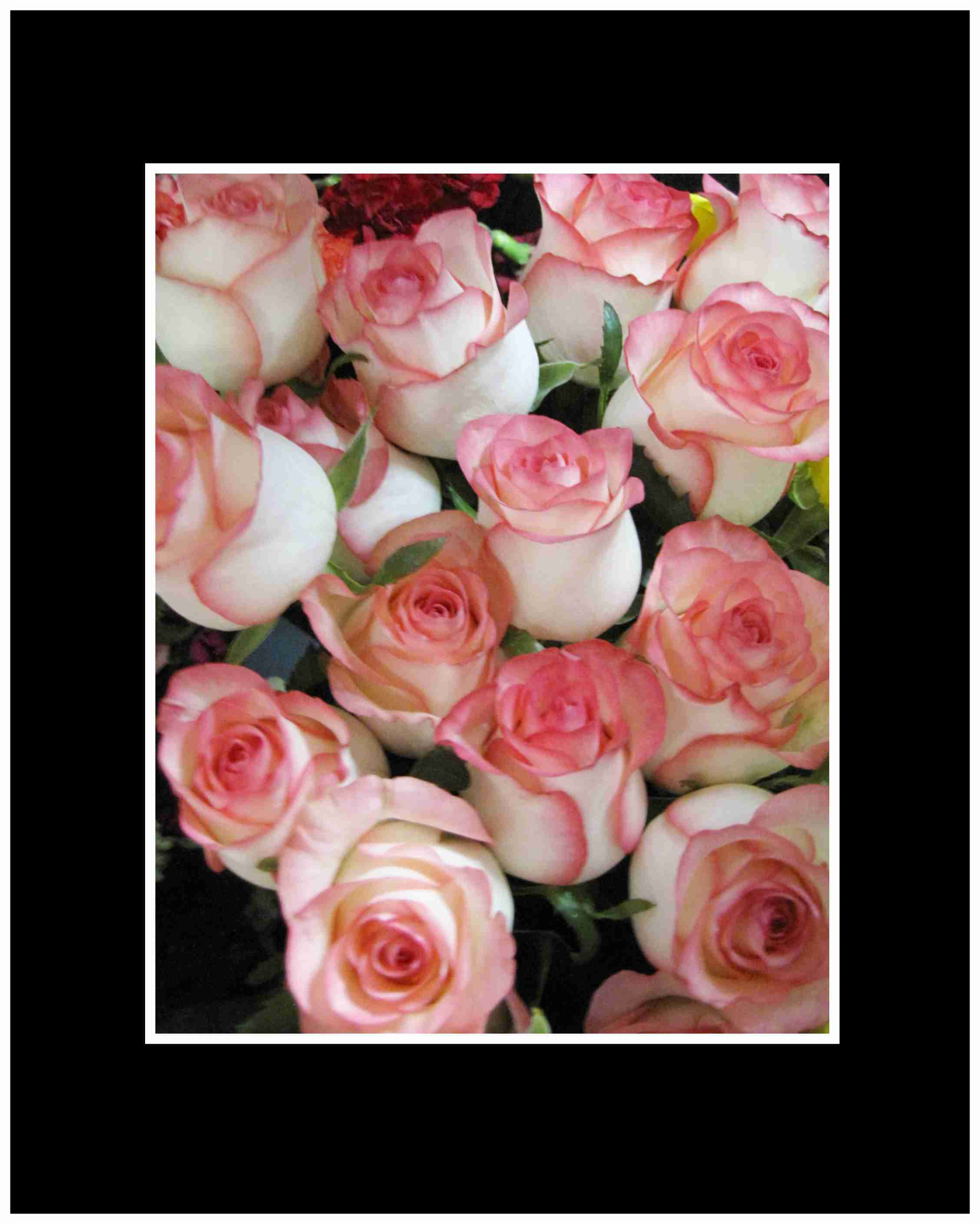 White with Pink Lip Long Stem Roses Wrapped Bouquet - Beautiful roses from our local rose grower. The regular price is for 12 roses wrapped with greens and baby's breath. The deluxe price is for 18 roses wrapped and the premium is for 24 roses wrapped.
