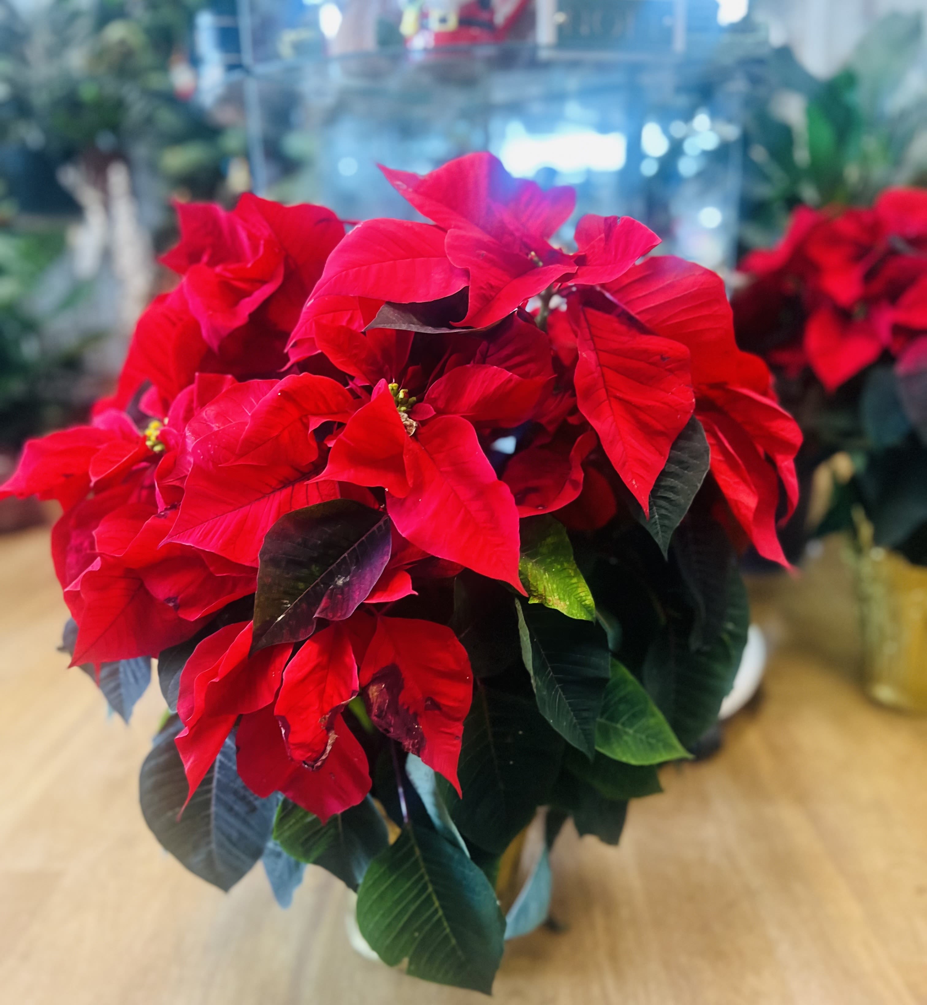 Classic Poinsetti - Traditional Red Poinsettias are classic holiday decorations 3 differentes sizes 6&quot;, 8&quot; 10 &quot;