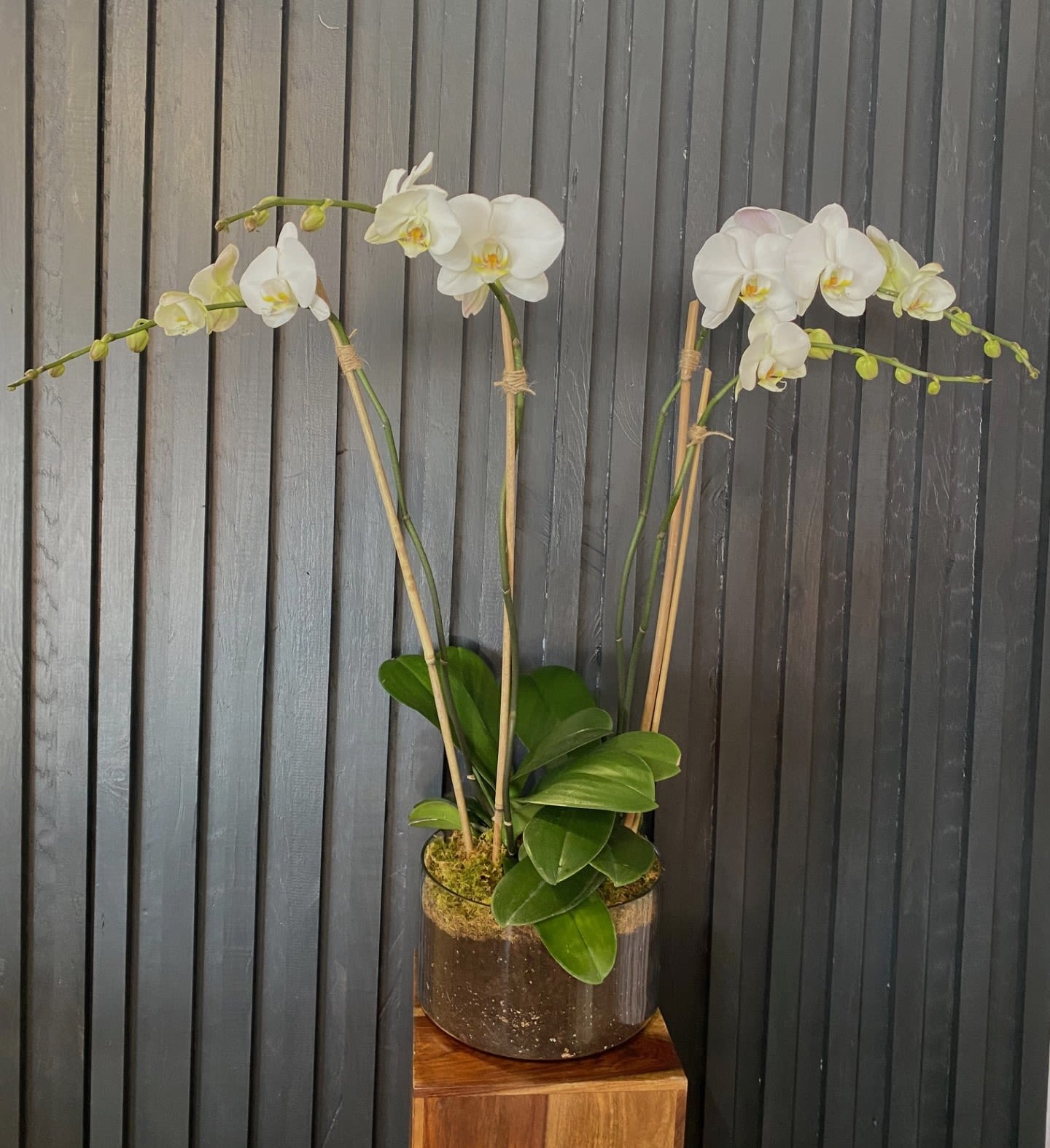 Double Stem White Orchid - A beautiful and classic double stem white orchid. Perfect for all occasions, bring it as a housewarming gift, a birthday, or anything in-between.