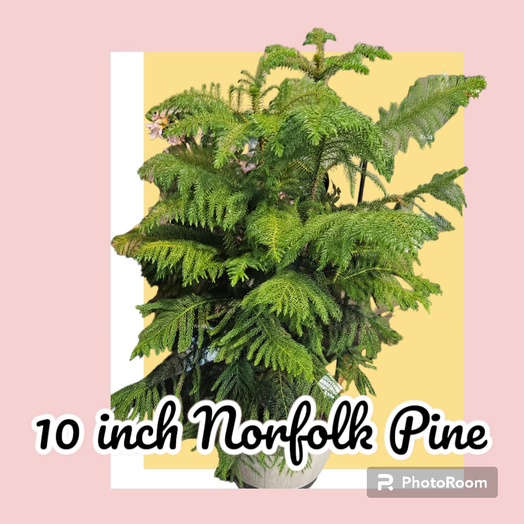 Norfolk Pine - A Norfolk pine in container. Container may vary. 
