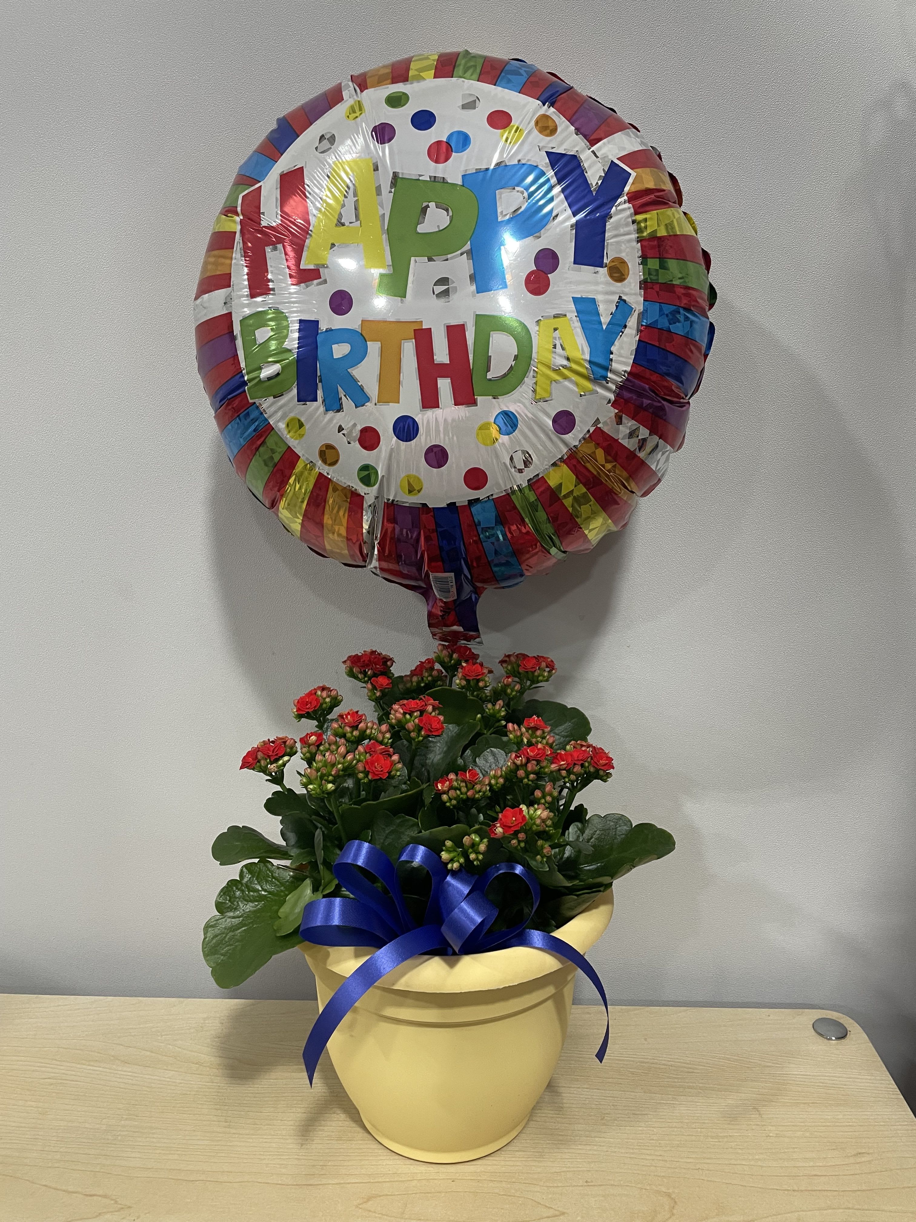 Red Birthday Kalanchoe - As shown 