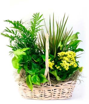 Flowering Dish Garden  - A variety of plants, including a flowering plant, arranged in a container 