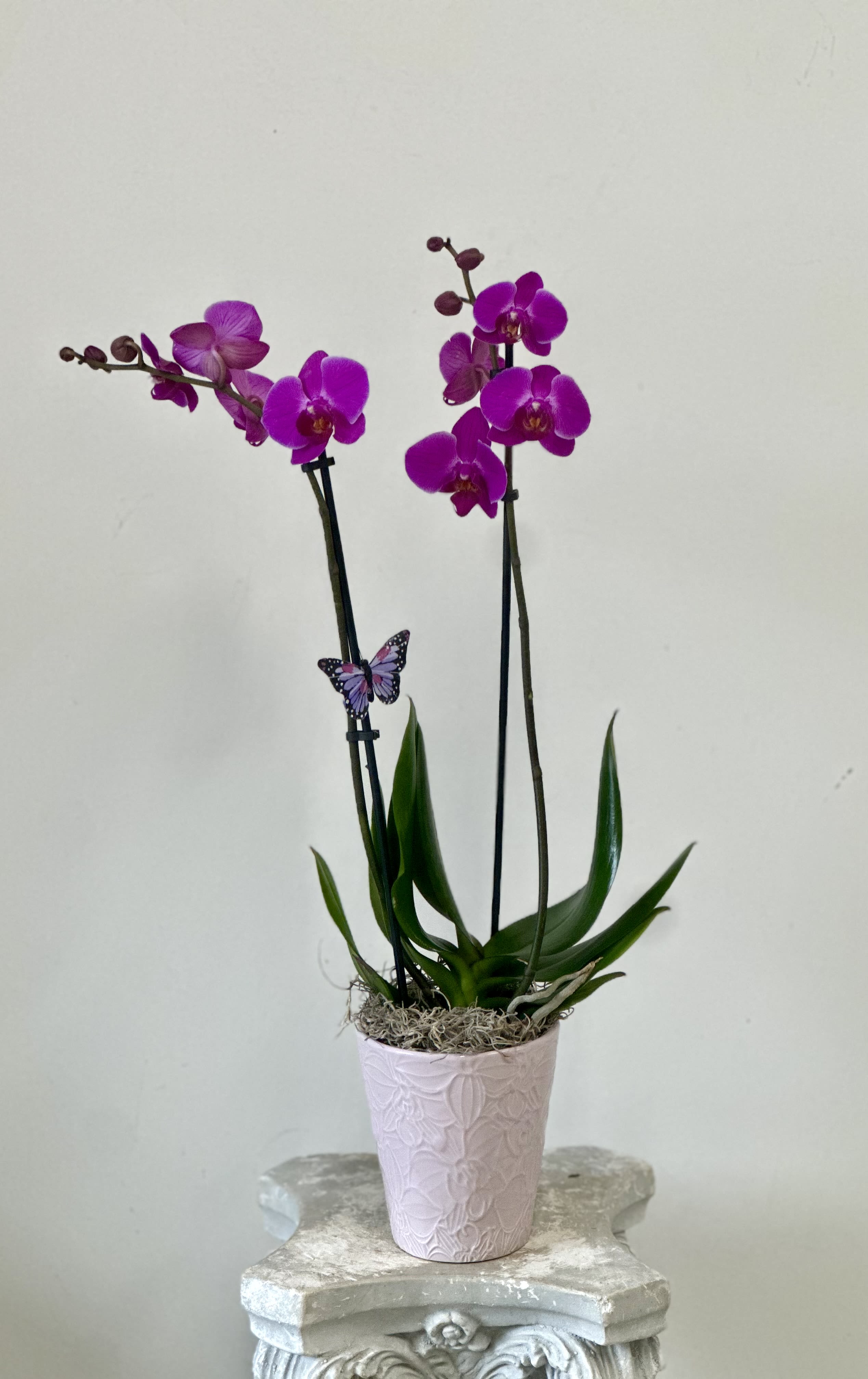 Fuchsia Phalaenopsis Orchid - Elevate your space with the exquisite Phalaenopsis Orchids by Westford Florist Art by Veny. Known for their stunning appearance and graceful blooms, these orchids bring an air of elegance to any environment. With approximately seventy species in the Orchidaceae family, moth orchids are celebrated for their vibrant colors that seamlessly complement both modern and classic décor. These beautifully crafted plants require minimal care—simply water them weekly with three ice cubes and position them in a bright location. Ideal for enhancing your home or as a thoughtful gift, our White Phalaenopsis Orchids promise to flourish with ease while adding a touch of sophistication to every occasion. Transform your surroundings effortlessly with this timeless floral choice from Westford Florist Art by Veny.