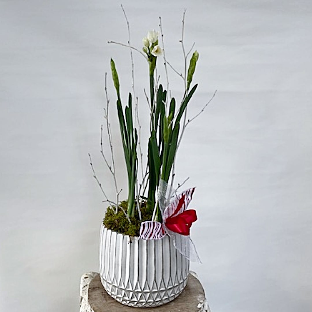 Holiday Paperwhites - A Timeless Holiday Favorite Brighten the season with our Holiday Paperwhites, a classic gift that brings elegance and fragrance to any space. Potted with multiple bulbs in a stylish ceramic container, this arrangement is perfect for gifting or adding a festive touch to your home. -Seasonal Beauty: Fragrant paperwhites bloom beautifully, creating a fresh and cheerful holiday display. -Elegant Presentation: Decoratively trimmed with white birch branches and a simple, understated holiday ribbon for a sophisticated touch. -Versatile Gift: Ideal for friends, and family, or as a centerpiece for your own holiday décor. Celebrate the holidays with the natural charm of Holiday Paperwhites, a thoughtful and timeless gift that spreads joy and beauty all season long!