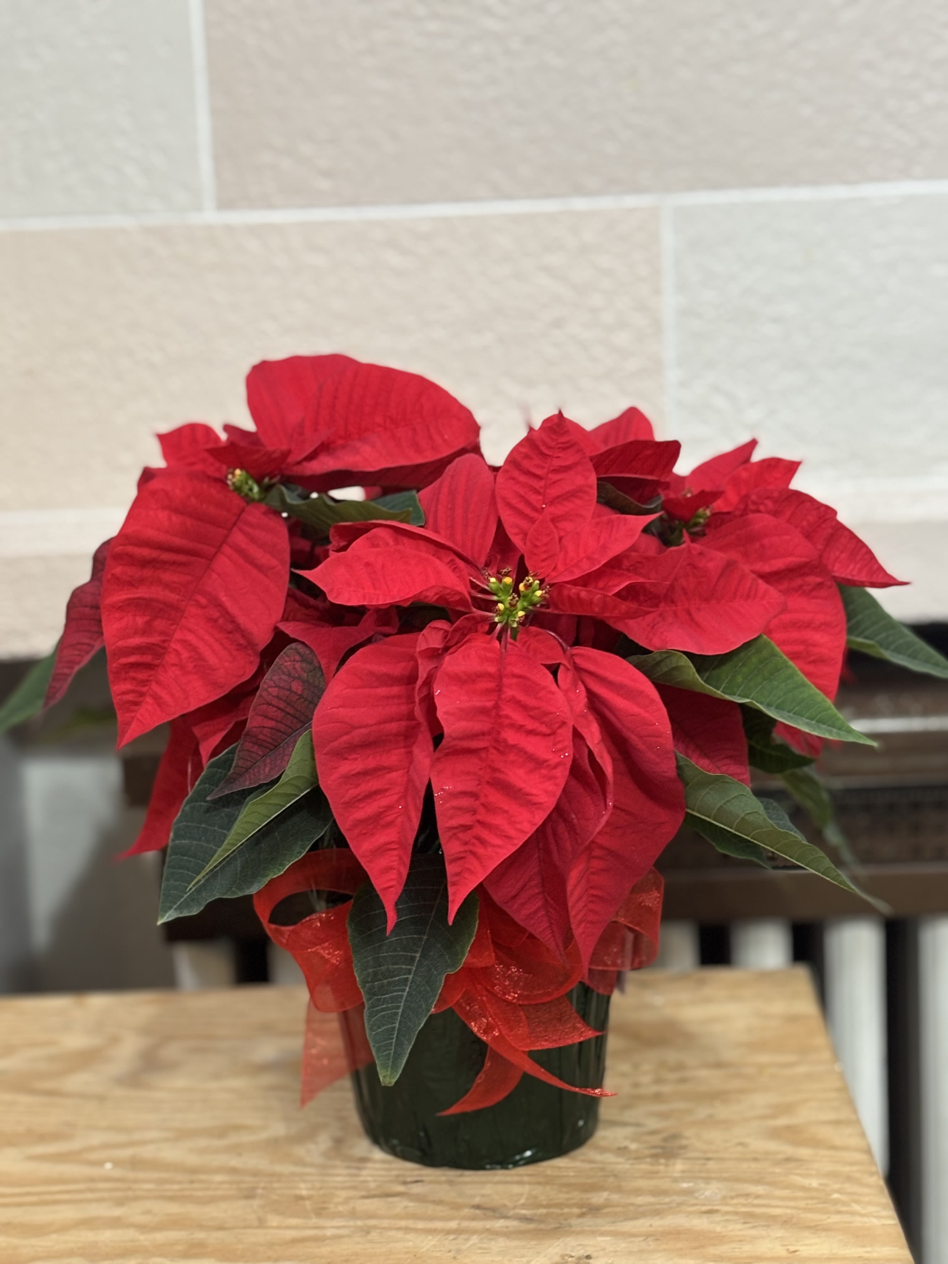 Wrapped Red Poinsettia  - A 6&quot; red poinsettias wrapped with a bow. 