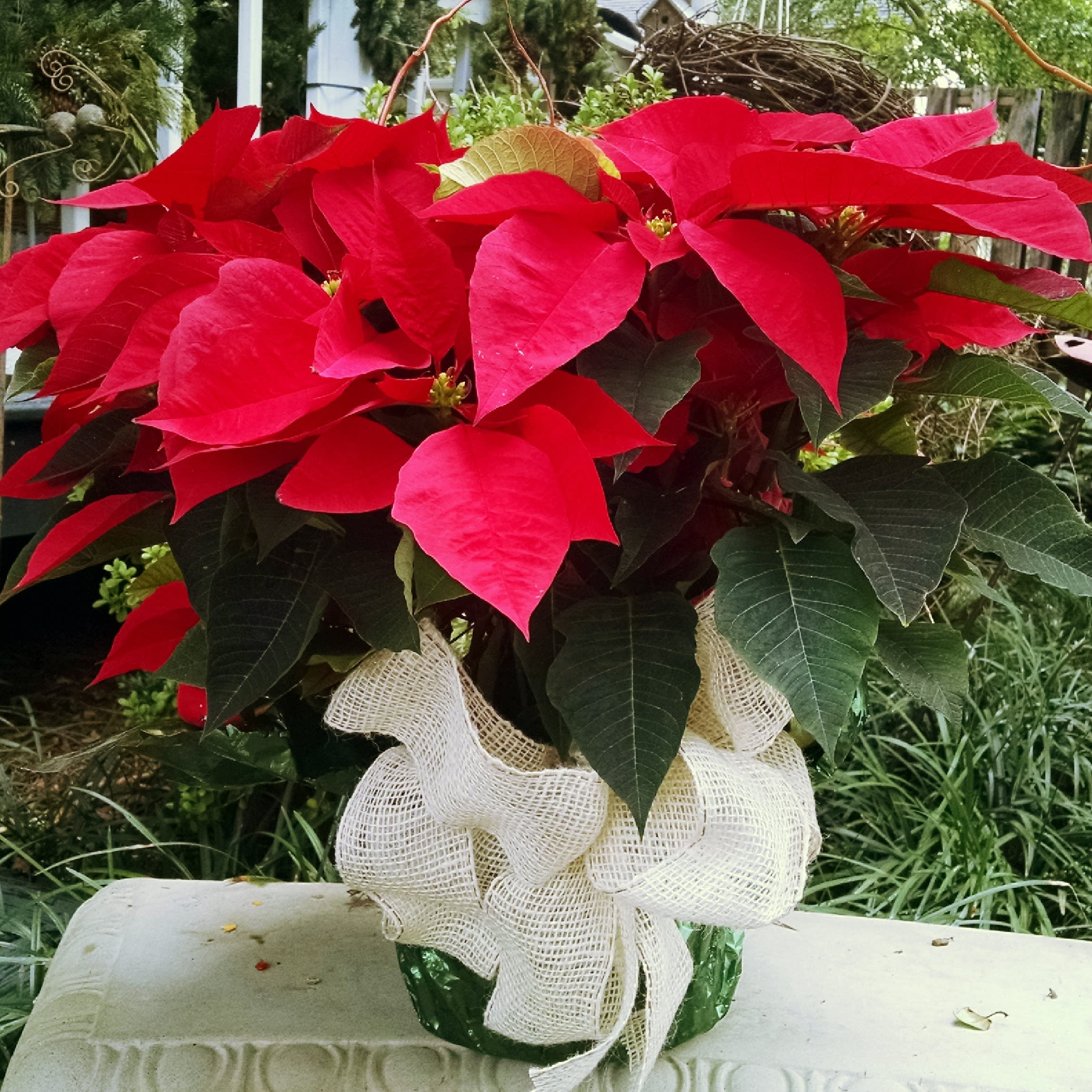 Poinsettia Plant Wrapped - Beautiful large potted poinsettia plant wrapped in traditional polyfoil and dressed with a natural woven or holiday ribbon. Comes trimmed with natural curly willow or twigs to enhance appeal. Color selection will vary depending on availability