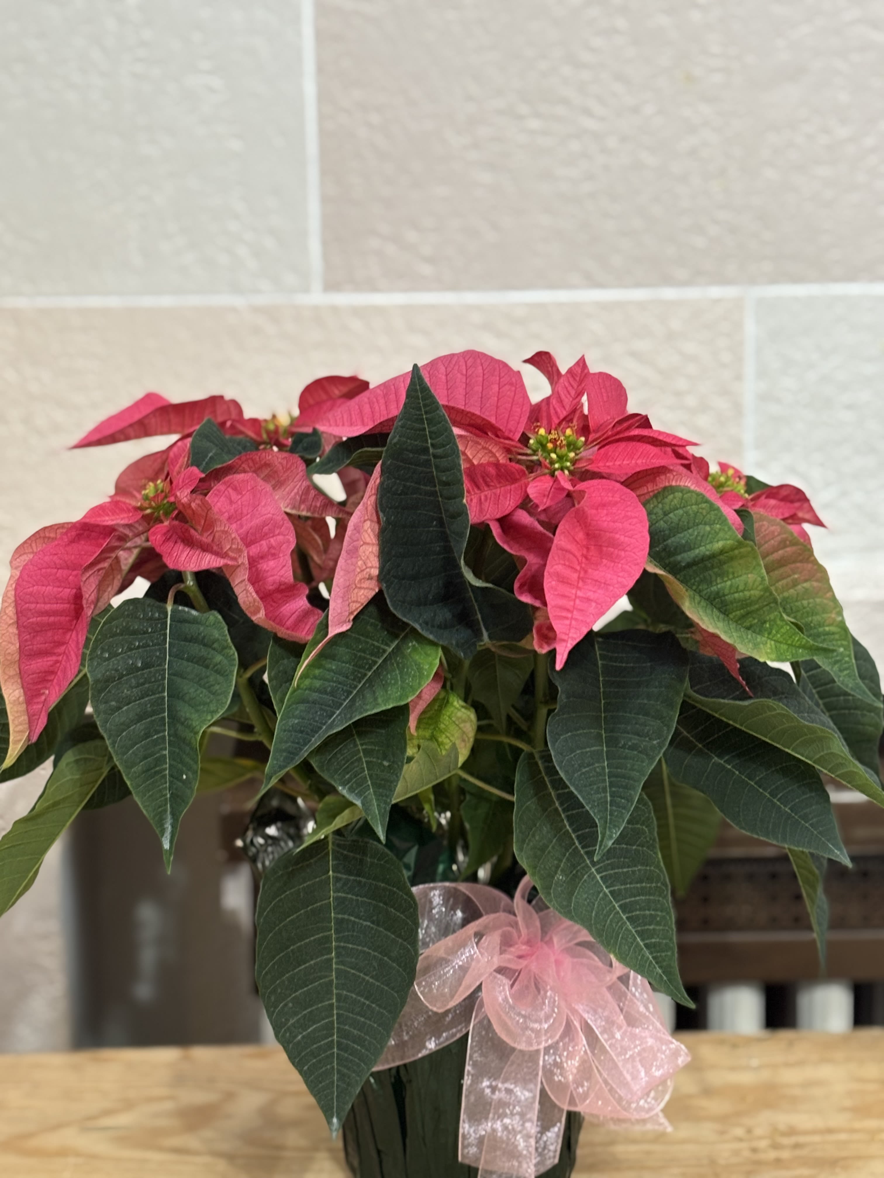 Wrapped Pink Poinsettia  - A 6&quot; pink poinsettia wrapped with a bow. 