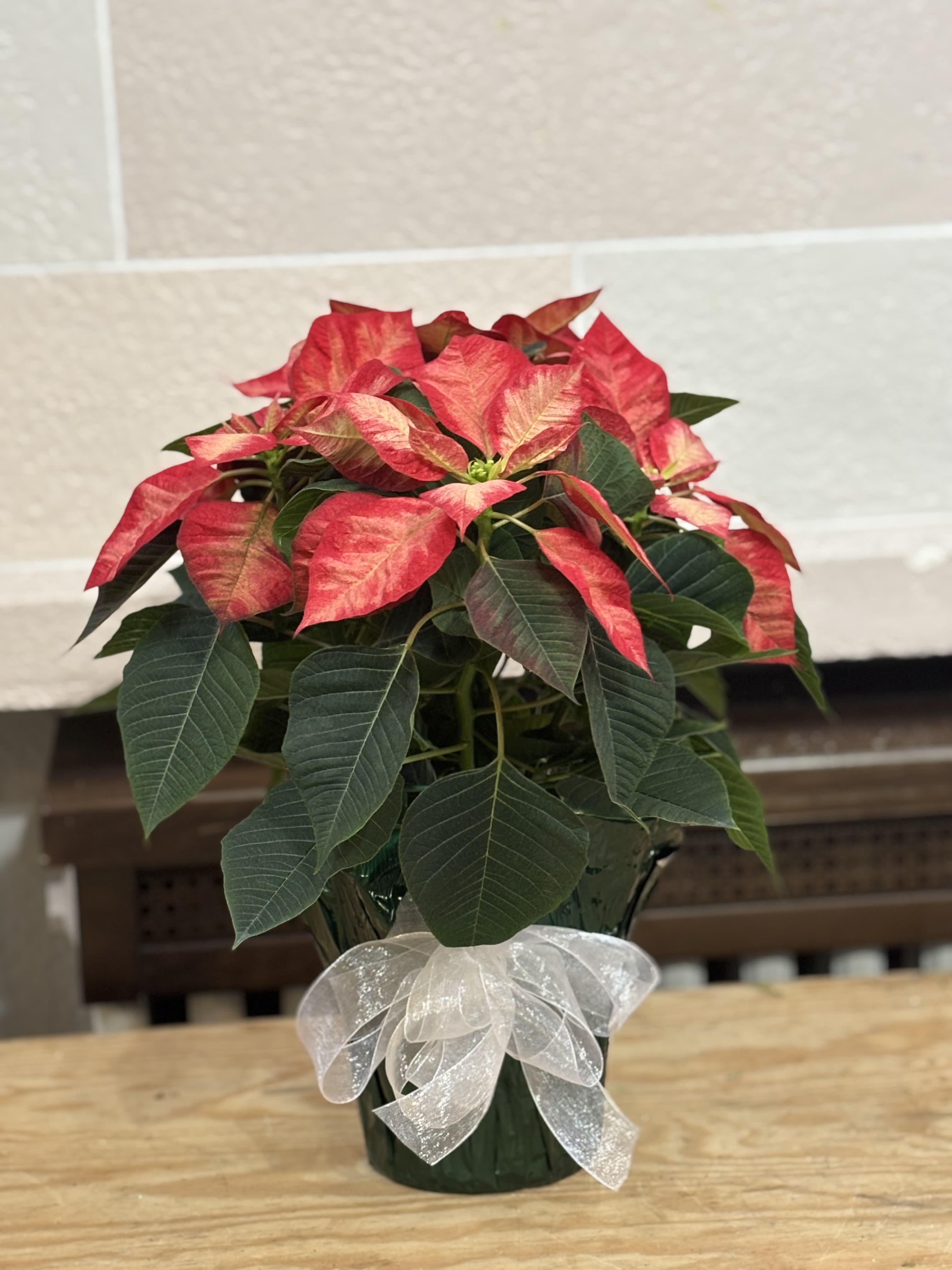 Wrapped Peppermint Poinsettia  - A 6&quot; wrapped peppermint poinsettias 