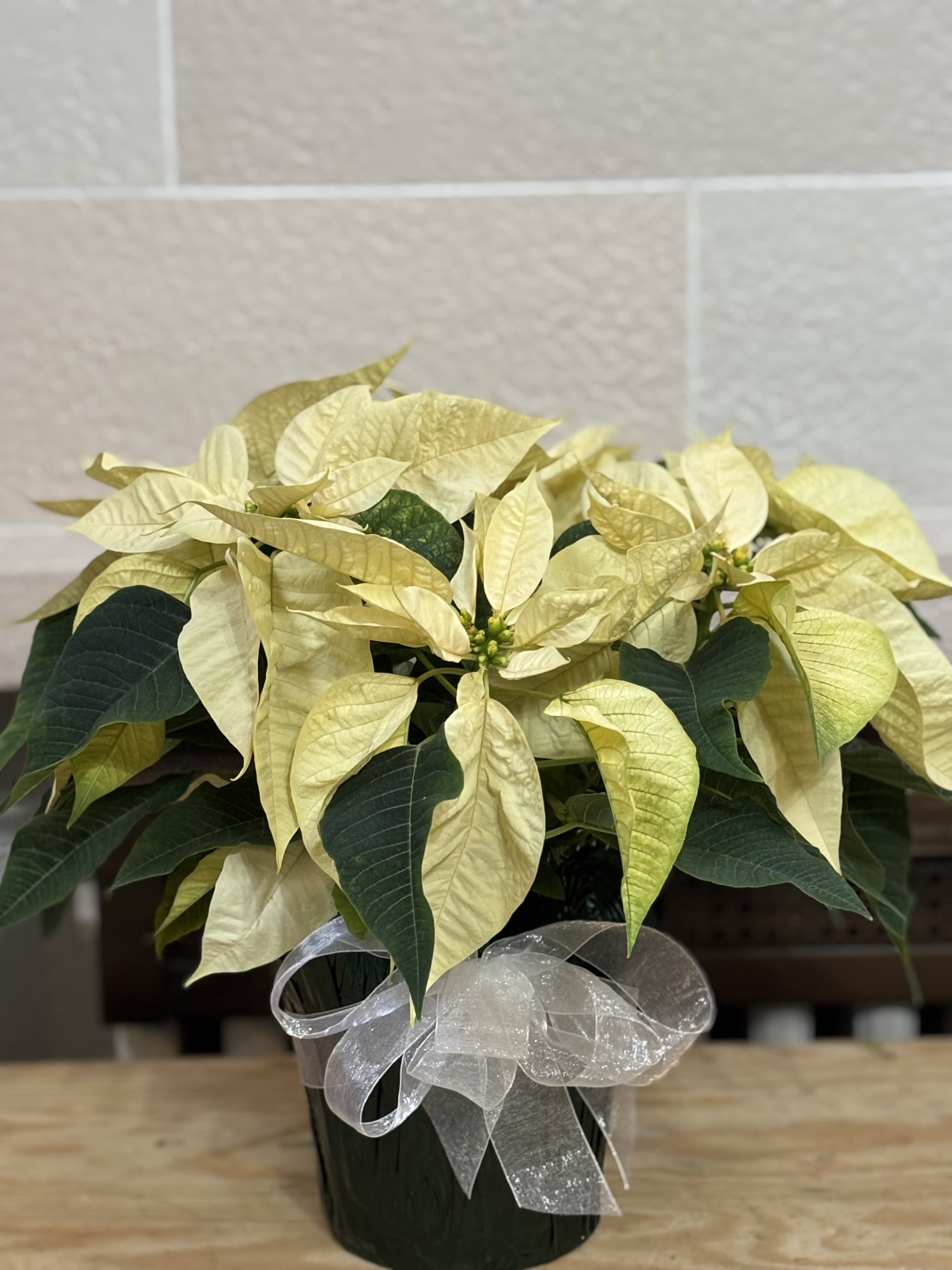 Wrapped White Poinsettia  - A 6&quot; wrapped white poinsettia with a bow. 