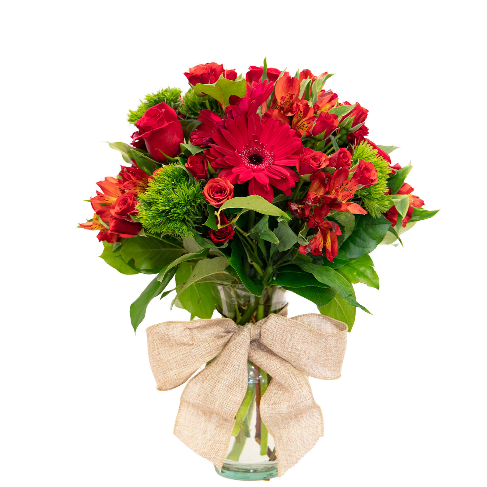 Red Hot Mama - Brilliantly Bright Gerbera Daisy will make any office or home pop with color.