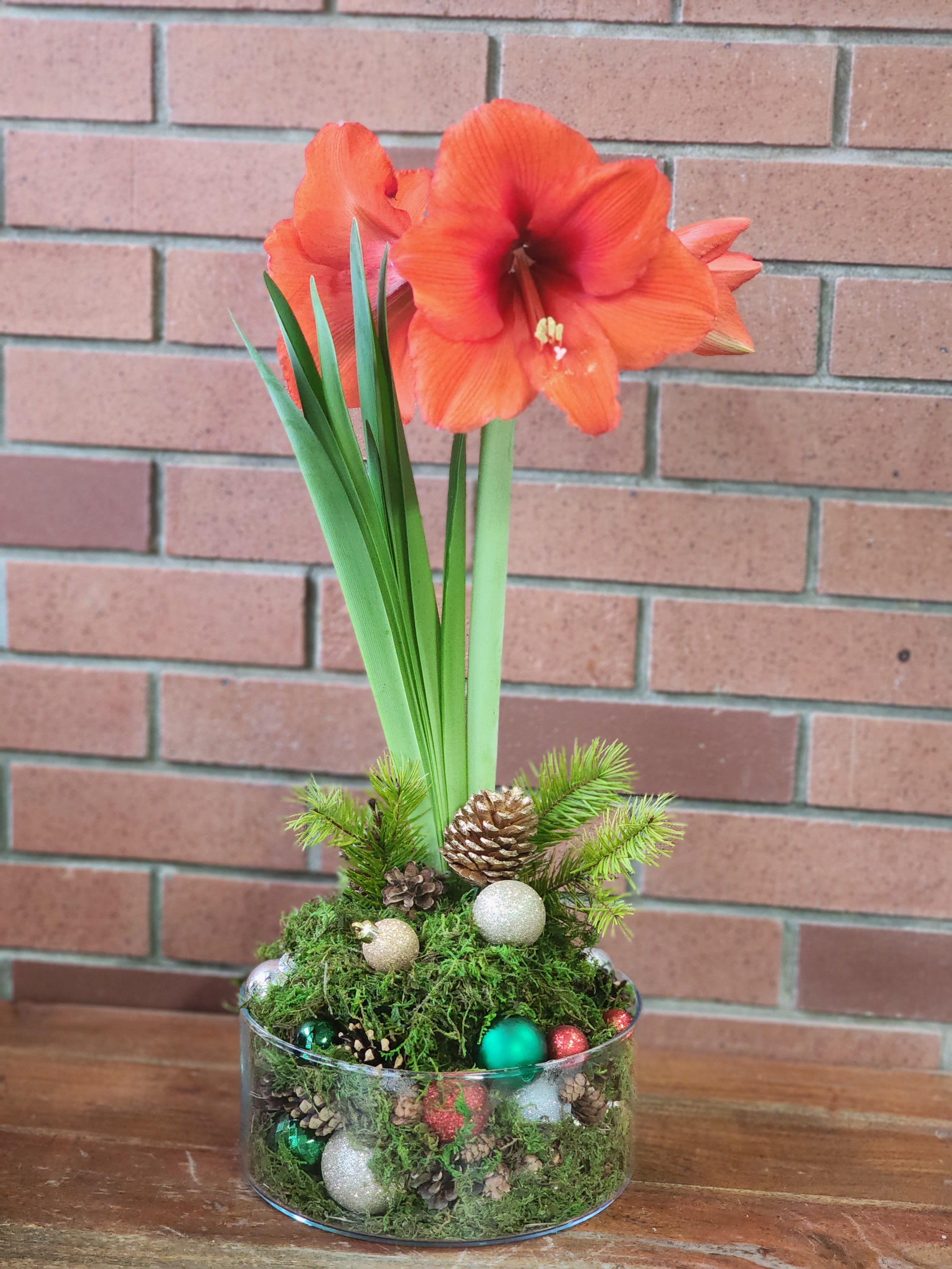 Christmas Amaryllis Plant  - Send a beautiful Amaryllis blooming plant in a modern clear glass low vase decorated with fresh evergreens ornaments and pine cones