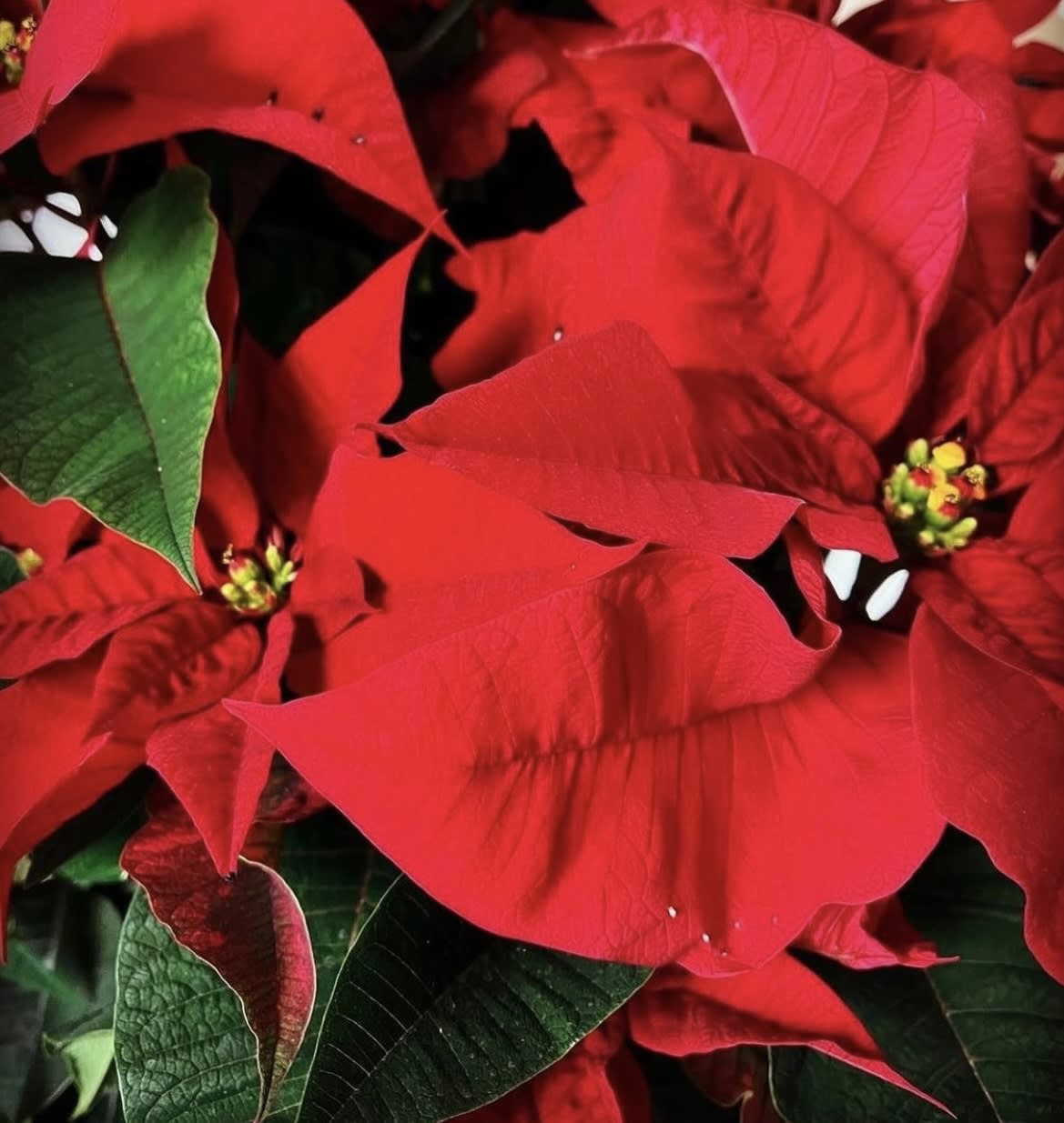 Seasonal poinsettia plant in FOIL POT COVER - Seasonal poinsettia plant in foil pot cover  and a ribbon.  7 in pot ( standard) , 8 in pot ( delux) or 10 in pot ( premium ) 