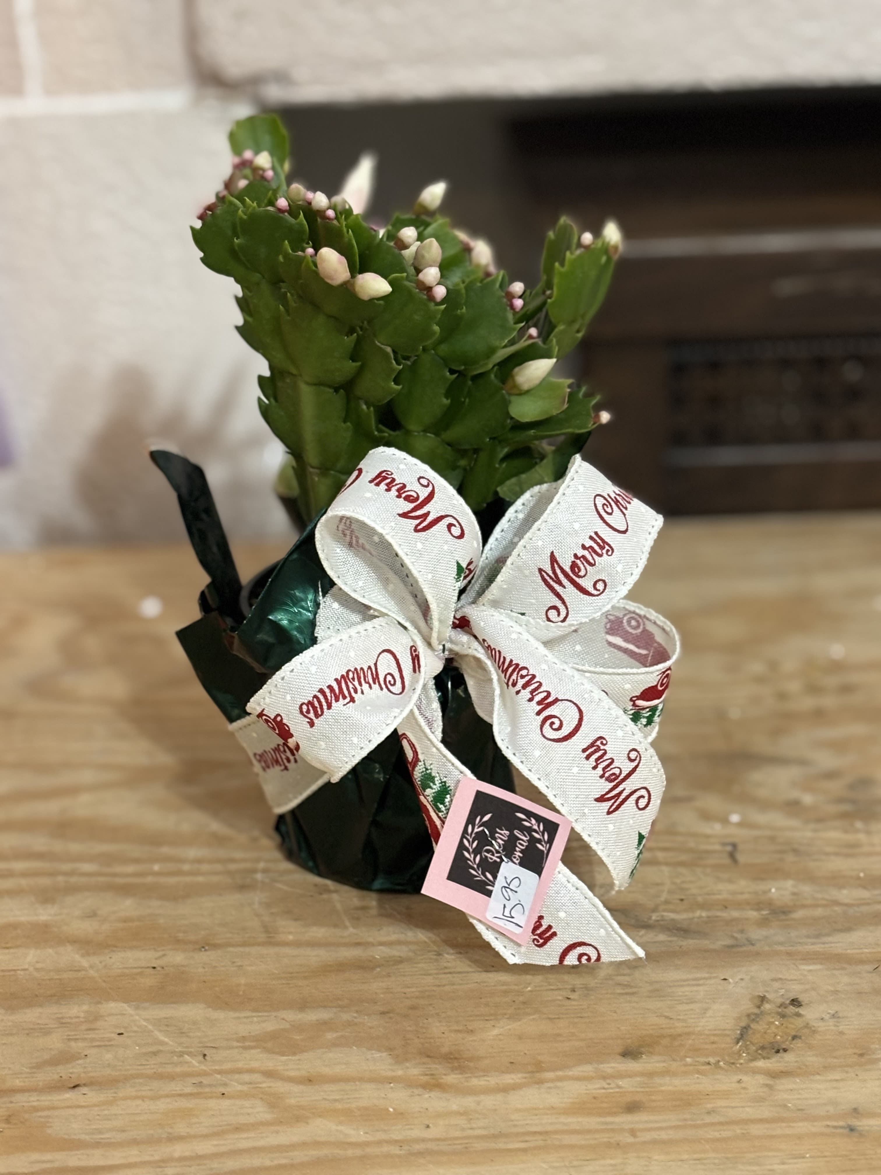 4&quot; Light Pink Christmas Cactus  - A 4&quot; wrapped light pink Christmas Cactus with a bow. 