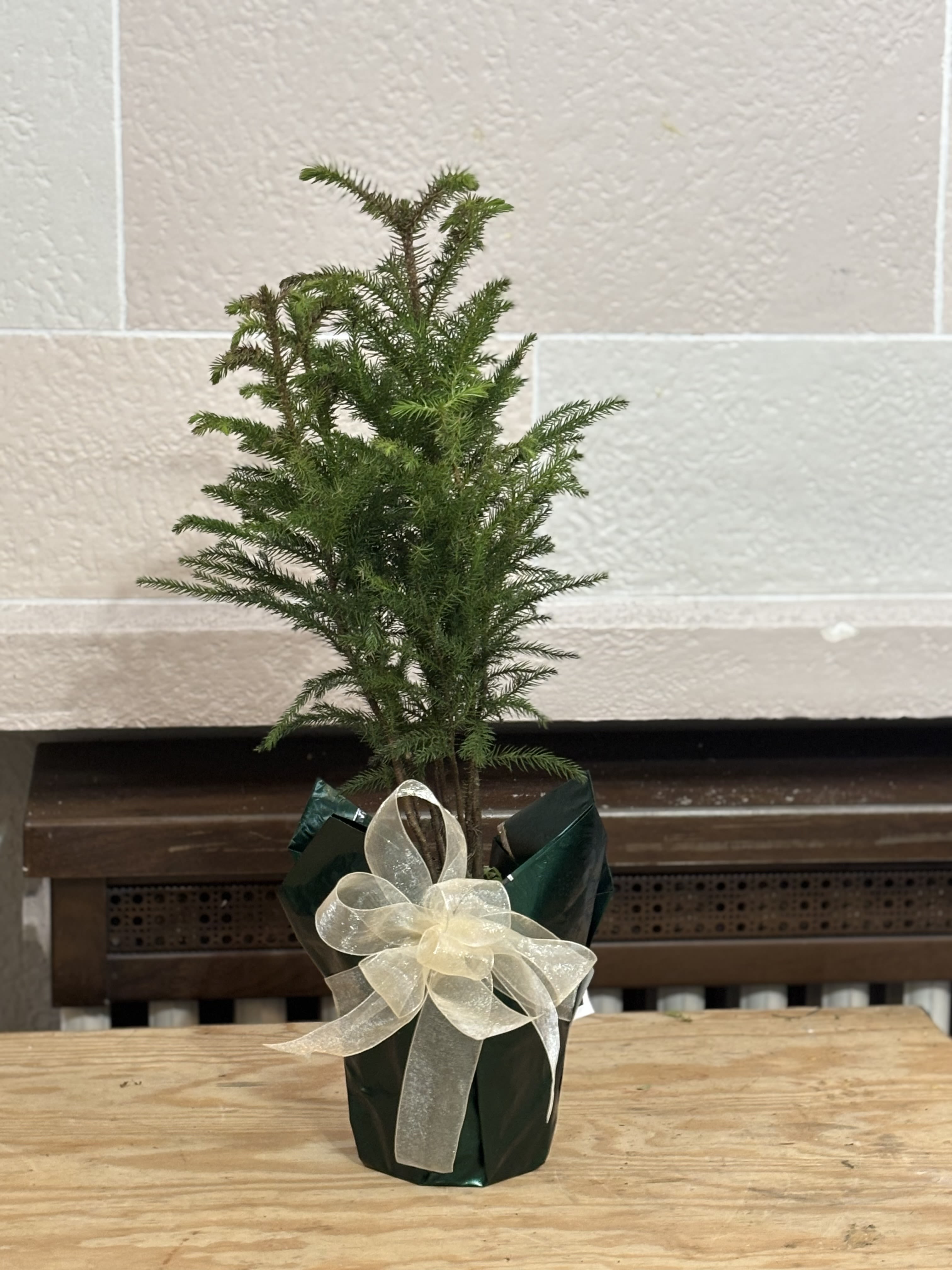 6&quot; Wrapped Norfolk Pine  - A 6&quot; Norfolk pine wrapped with a bow