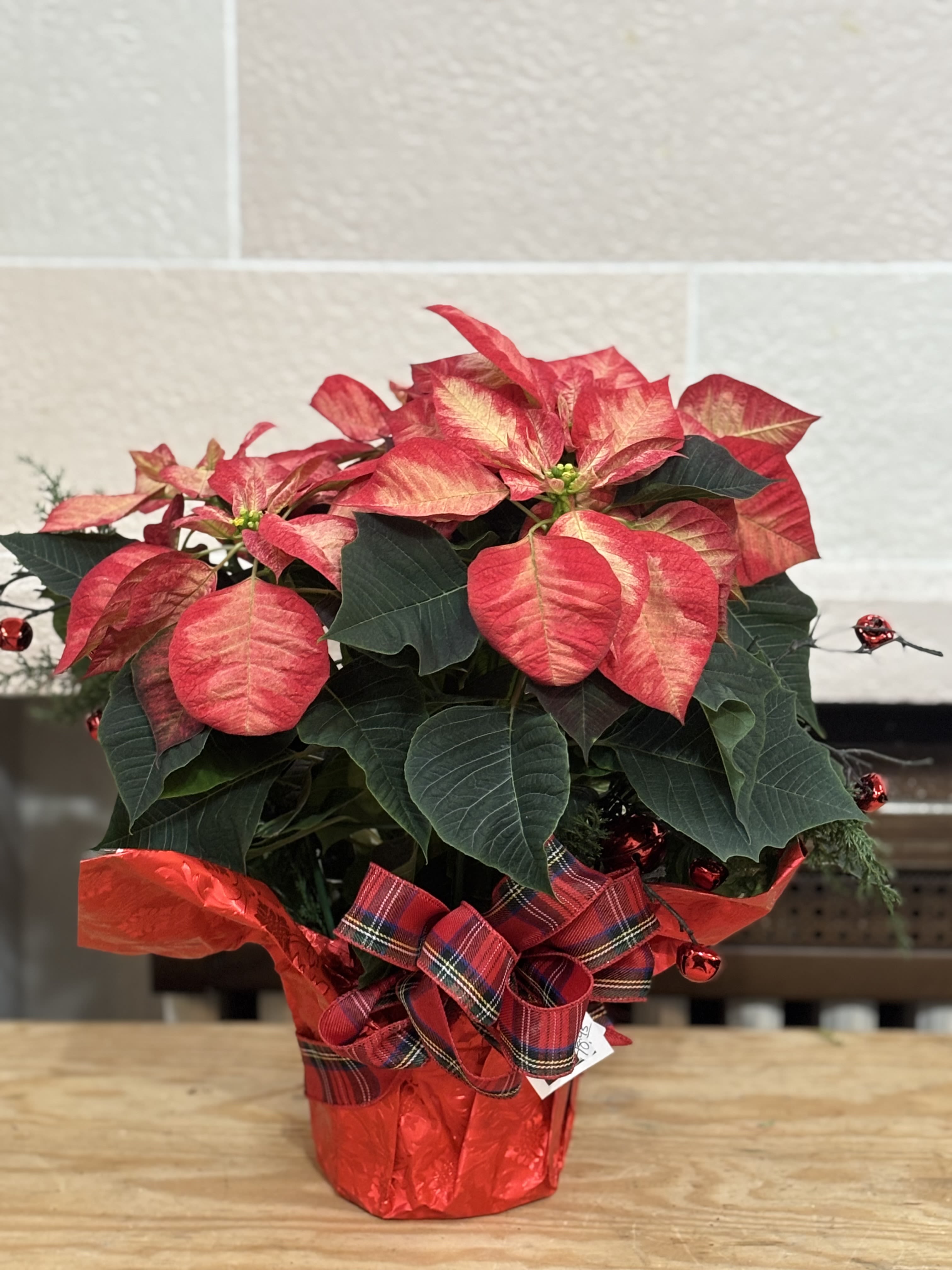 Peppermint Poinsettia with Bells  - A 6&quot; peppermint poinsettia with artificial sticks and bells. 