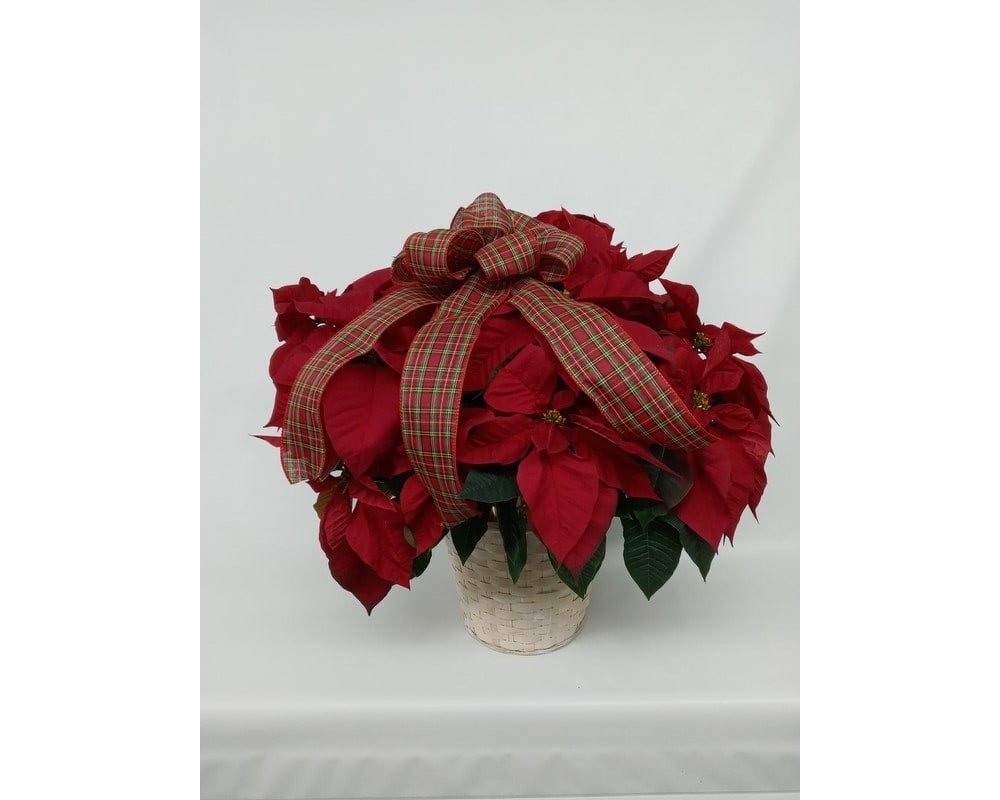 Small Red Poinsettia - The red poinsettia has been a classic holiday favorite for generations...and for a very good reason.  It practically screams &quot;merry Christmas!&quot;  A Beautiful single stem poinsettia is presented in a whitewashed wicker basket with a festive holiday bow.