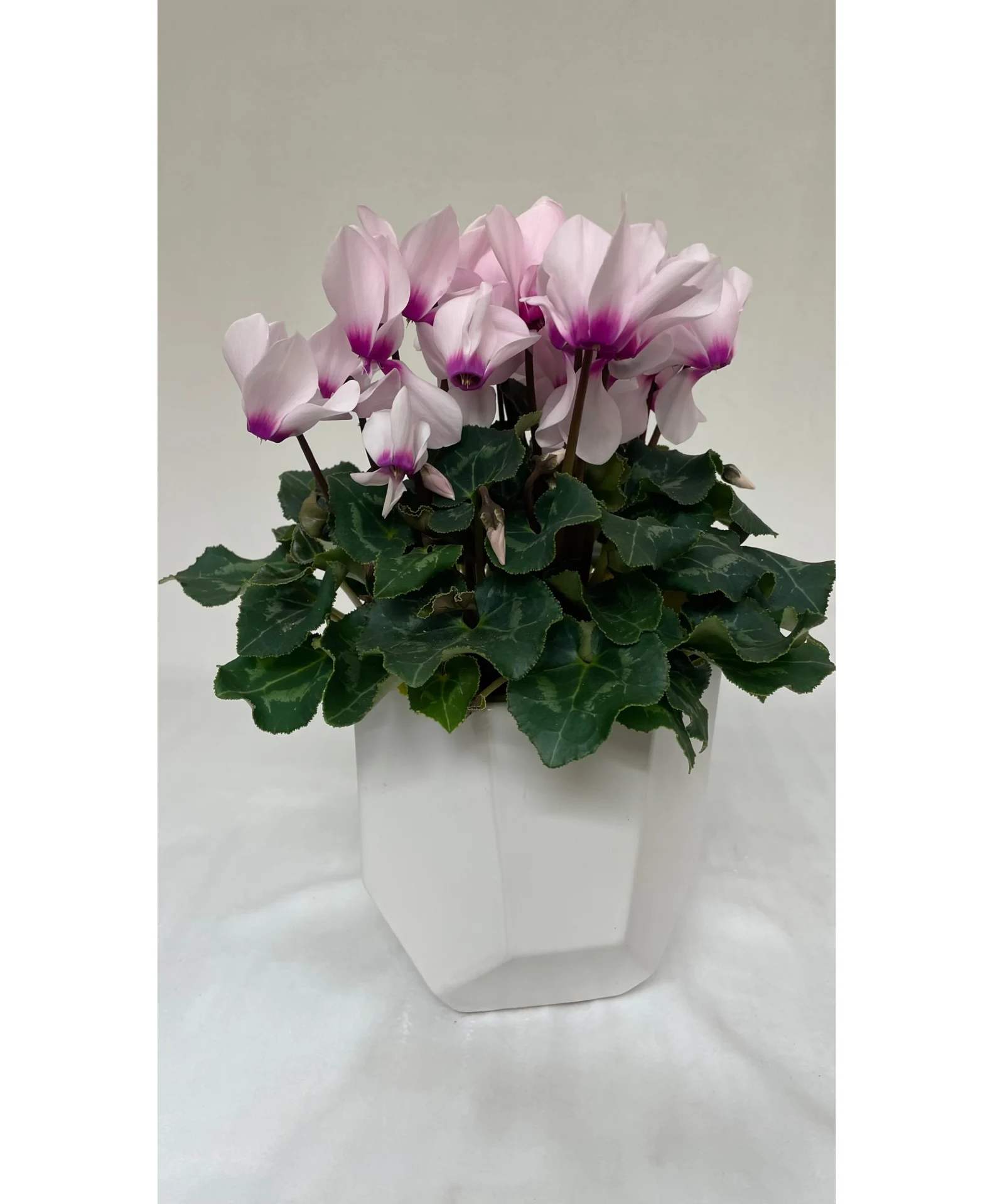 Cyclamen plant  - n/a