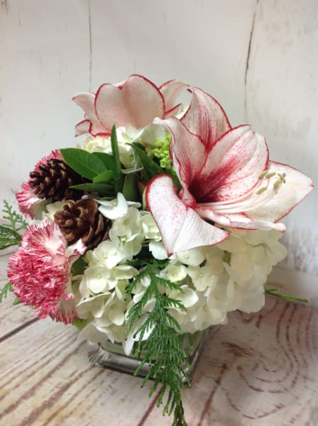 Peppermint - Bi colored amaryllis is the main attraction, always the signature holiday flower