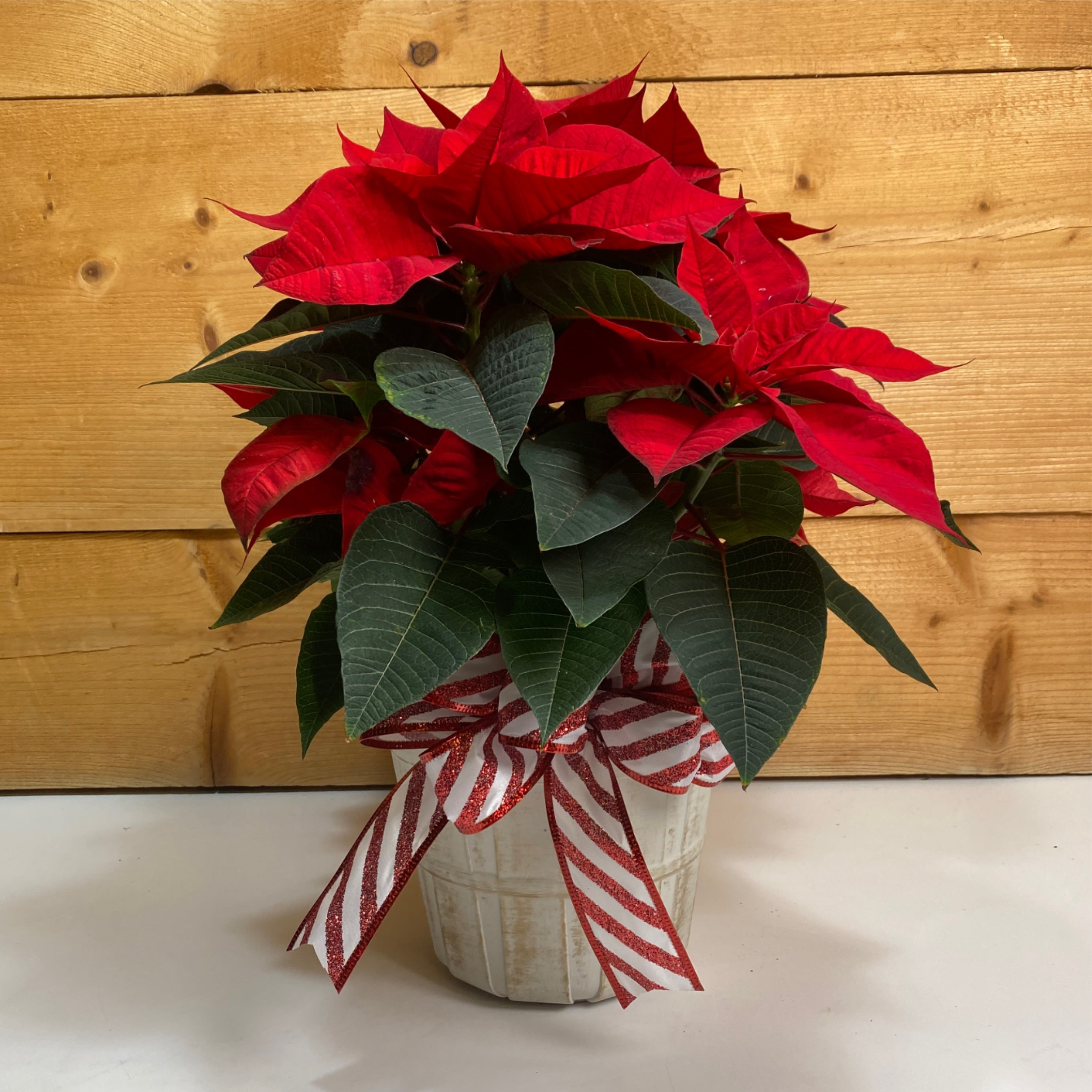 Red Poinsettia - 6 Inch - Bring the magic of the season home with our vibrant 6&quot; Red Poinsettia. Lush, full, and bursting with rich red blooms and deep green foliage, this premium poinsettia makes a stunning statement for any home, office, or gift.  Presented in a decorative pot and finished with a festive bow, it’s the perfect way to celebrate the warmth and beauty of the holidays. Long-lasting and easy to care for, this show-stopping plant adds instant Christmas charm wherever it’s placed.  Ideal for: holiday décor, corporate gifts, home accents, or spreading seasonal cheer.