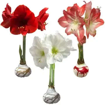 Amaryllis Bulb in Wax  - Wax Amaryllis Bulbs are perfect gifts!  Keep 59-77 degrees F (15-25 degrees C), No watering Necessary, in case of wax or glitter coating, do not leave the bulb in direct sunlight or near heat to avoid melting. After blooming, the coating can be removed, and the bulb can be composted or planted. In case of wax or glitter coating, cracks may appear from the growth of the stalk while blooming. Not edible.  