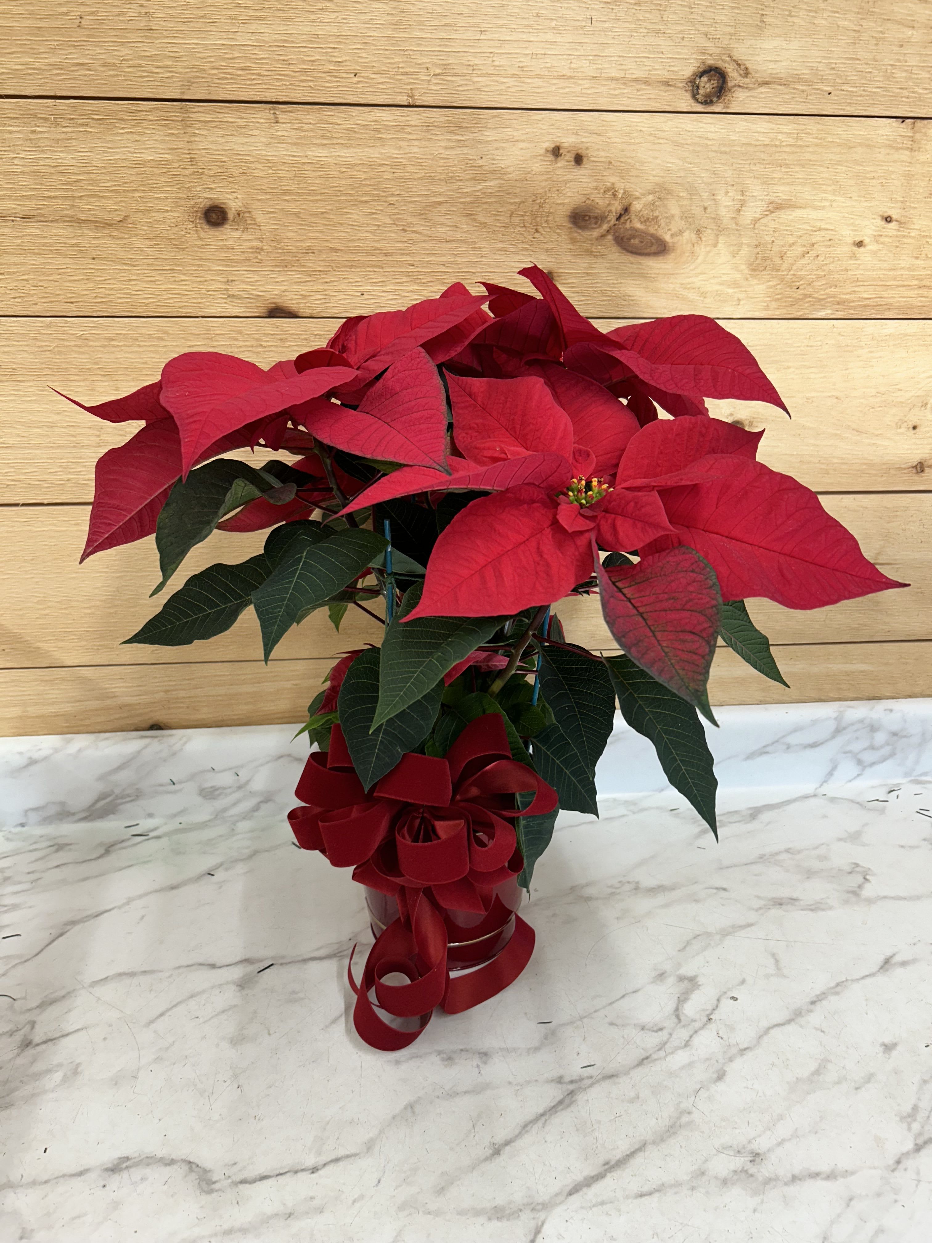 Poinsettia  - Poinsettia! Chooses your color Red, white , pink In a basket with bow