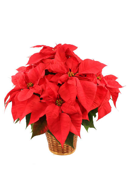 Red Poinsettia - Red poinsettias are a wonderful holiday tradition! 1 stem  --- Please feel free to call us and ask about the color selection and sizes we have on hand!  We deliver them in a basket with a pretty holiday bow.  