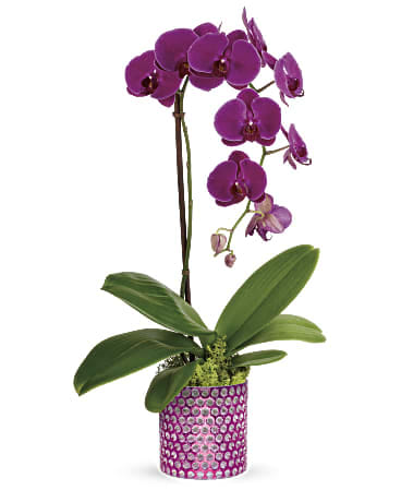 purple phalaenopsis orchid plant - When you want to dazzle them, send this majestic purple orchid! Nestled in a bed of moss, the glorious living phalaenopsis plant looks lovely in this bubble-textured pink glass vase with glamorous metallic finish. A gorgeous potted purple phalaenopsis orchid plant is arranged with reindeer moss. Delivered in Teleflora's Bubbling Over Cylinder. Orientation: All-Around