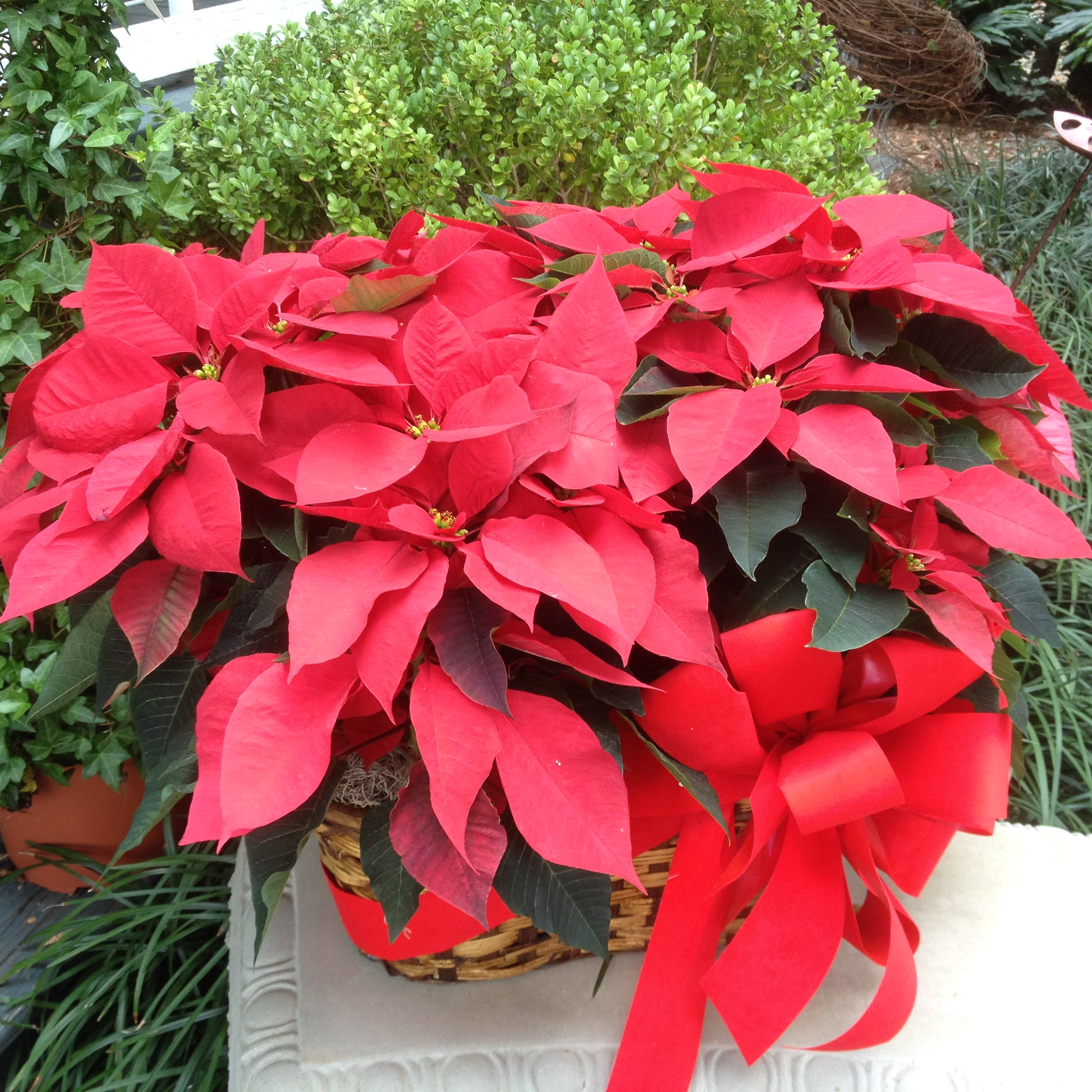 Poinsettia Basket - Two Pots in Planter - Bring Holiday Cheer into Your Home Embrace the holiday spirit with our Beautiful Poinsettias, the perfect addition to your seasonal décor or a thoughtful gift for loved ones. Hand-selected for their premium quality, these poinsettias come in a variety of vibrant colors and sizes to suit any space. Size/Style &gt; Very Full - Two large poinsettias in a heavy wicker basket. Nice holiday ribbons. The choice of colors are red, pink, white, peppermint, and jingle. Please indicate color choice in the note section, however, color selection will vary depending on availability day of delivery.   Premium Quality: Lush, vibrant poinsettias chosen for their beauty and longevity. Festive Presentation: Arranged in a classic wicker basket, styled with your choice of understated elegance or lavish festive trims like ribbons and holiday accents. Versatile Use: Perfect for adding holiday charm to your home, or office, or as a heartfelt seasonal gift. Bring warmth and elegance to the season with our &quot;Beautiful Poinsettias&quot; from Elizabeth's Garden, a timeless way to celebrate the holidays with natural beauty.