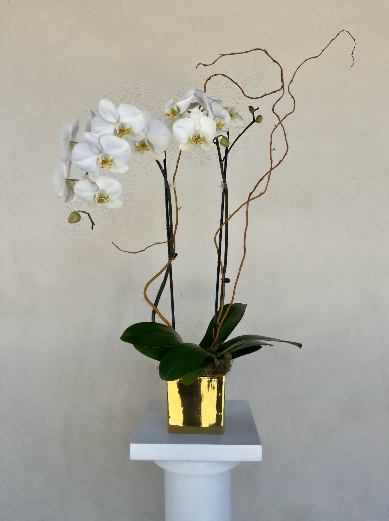 LF383   Two Stem Orchid - Two stems of Phalaenopsis orchids in a silver or gold  pot. A gift that is sure to impress in any situation.   APPROX.DIMENSIONS: 12&quot; W x 32&quot; H