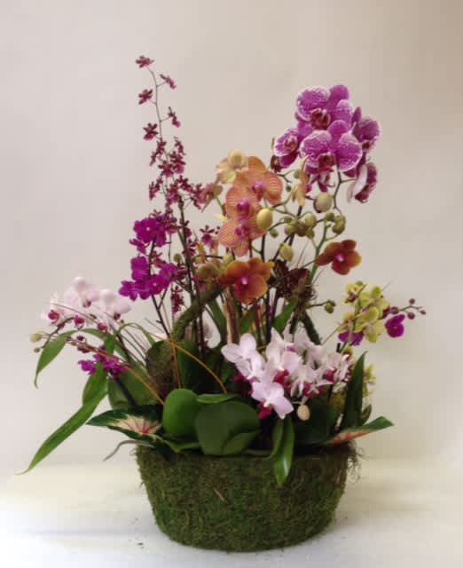 Orchid dream - beautiful combination of colorful Dendrobium orchid plants