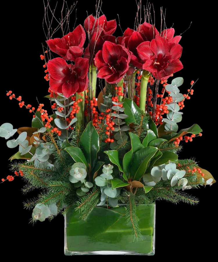 Amaryllis Luxury Bouquet - Amaryllis Luxury Bouquet