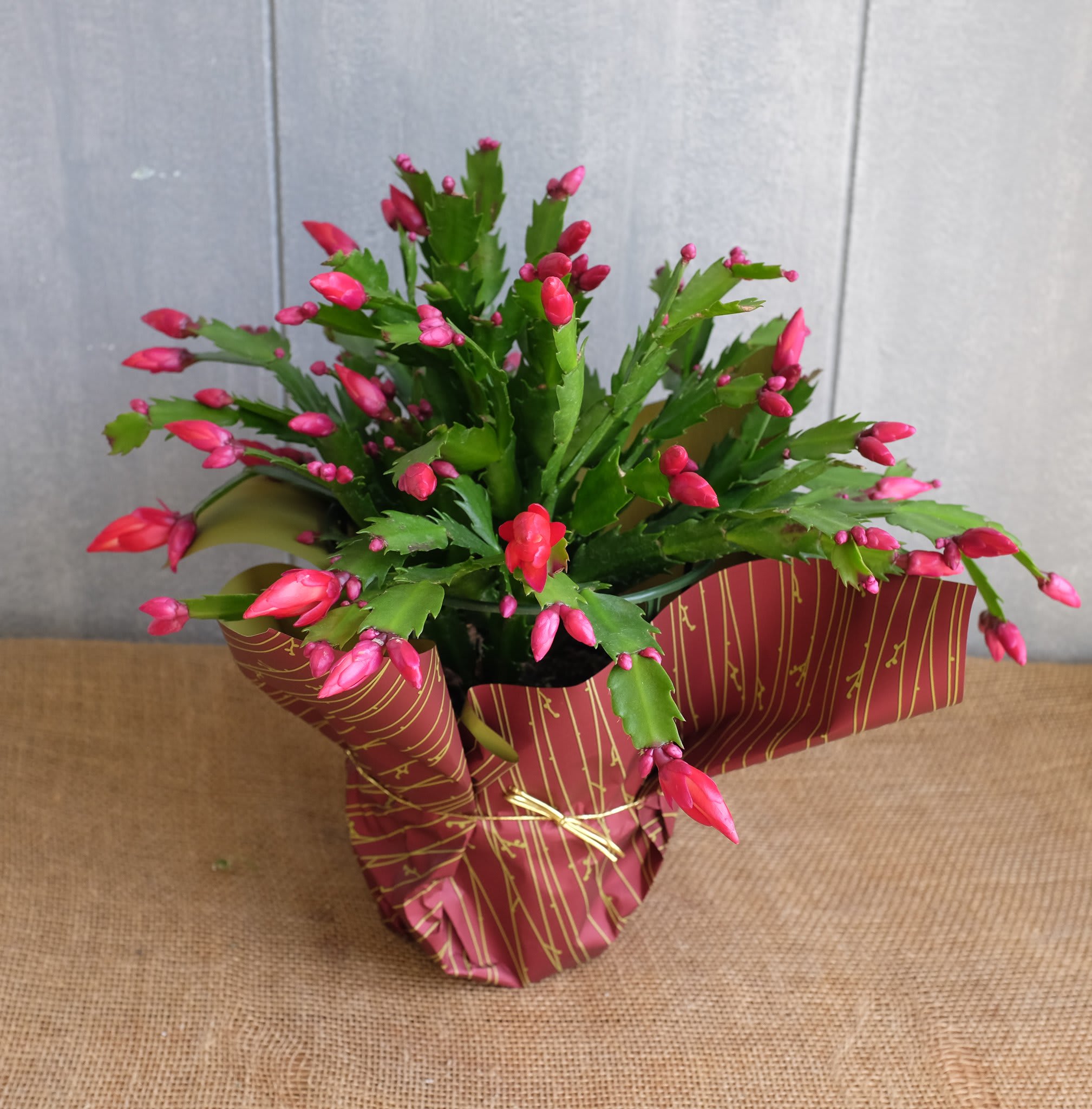 Merry Christmas Cactus -  Christmas cacti are delivered in a pot with with a bright holiday  satin bow. Approximately 17 1/2&quot; W x 14 1/2&quot; H. *** cactus color and foil may vary due to demand