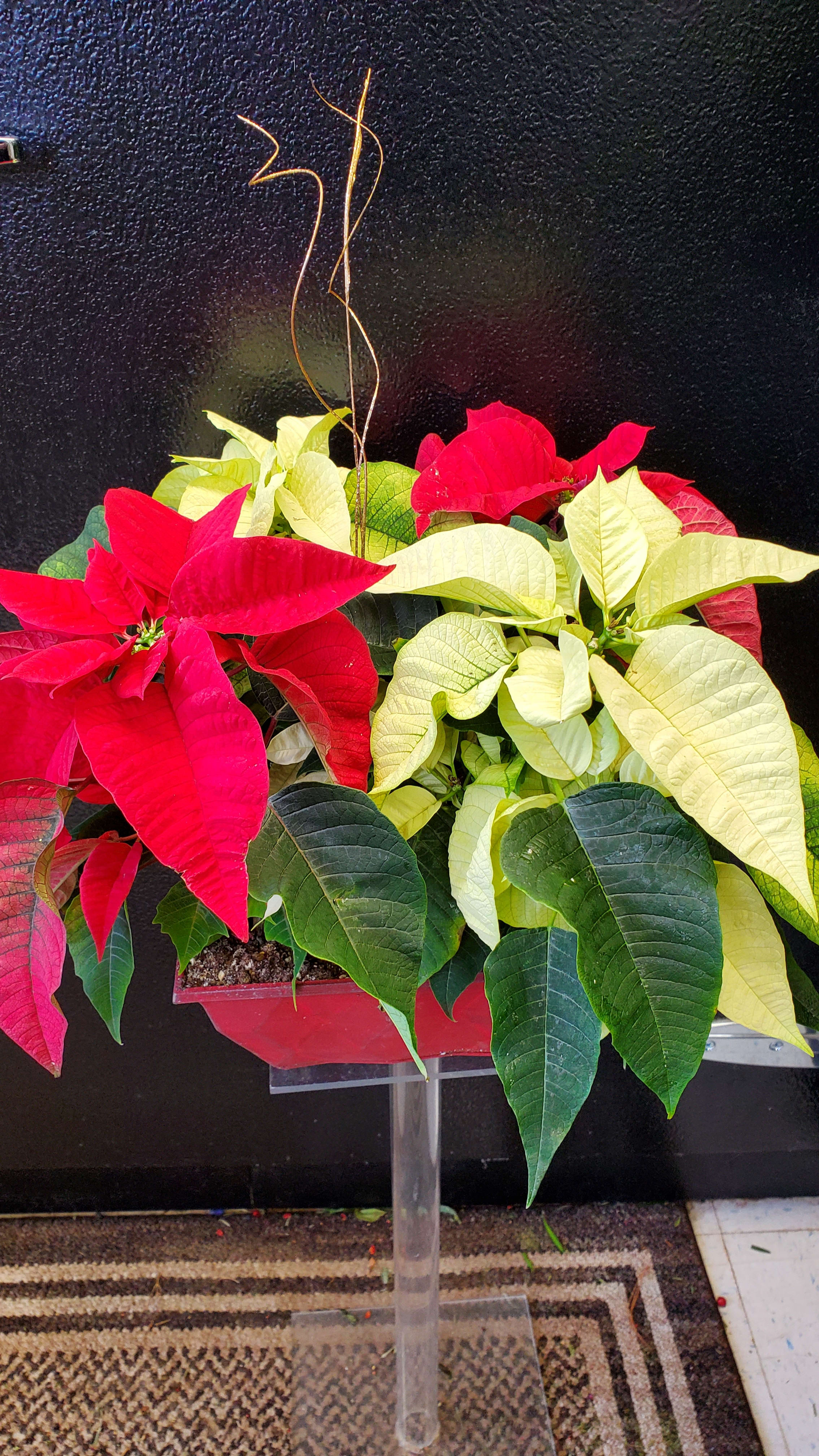 Mixed Poinsettia Planter – Red and White - Mixed Poinsettia Planter – Red and White A beautiful planter containing several white poinsettias and  red poinsettia... limited availability 