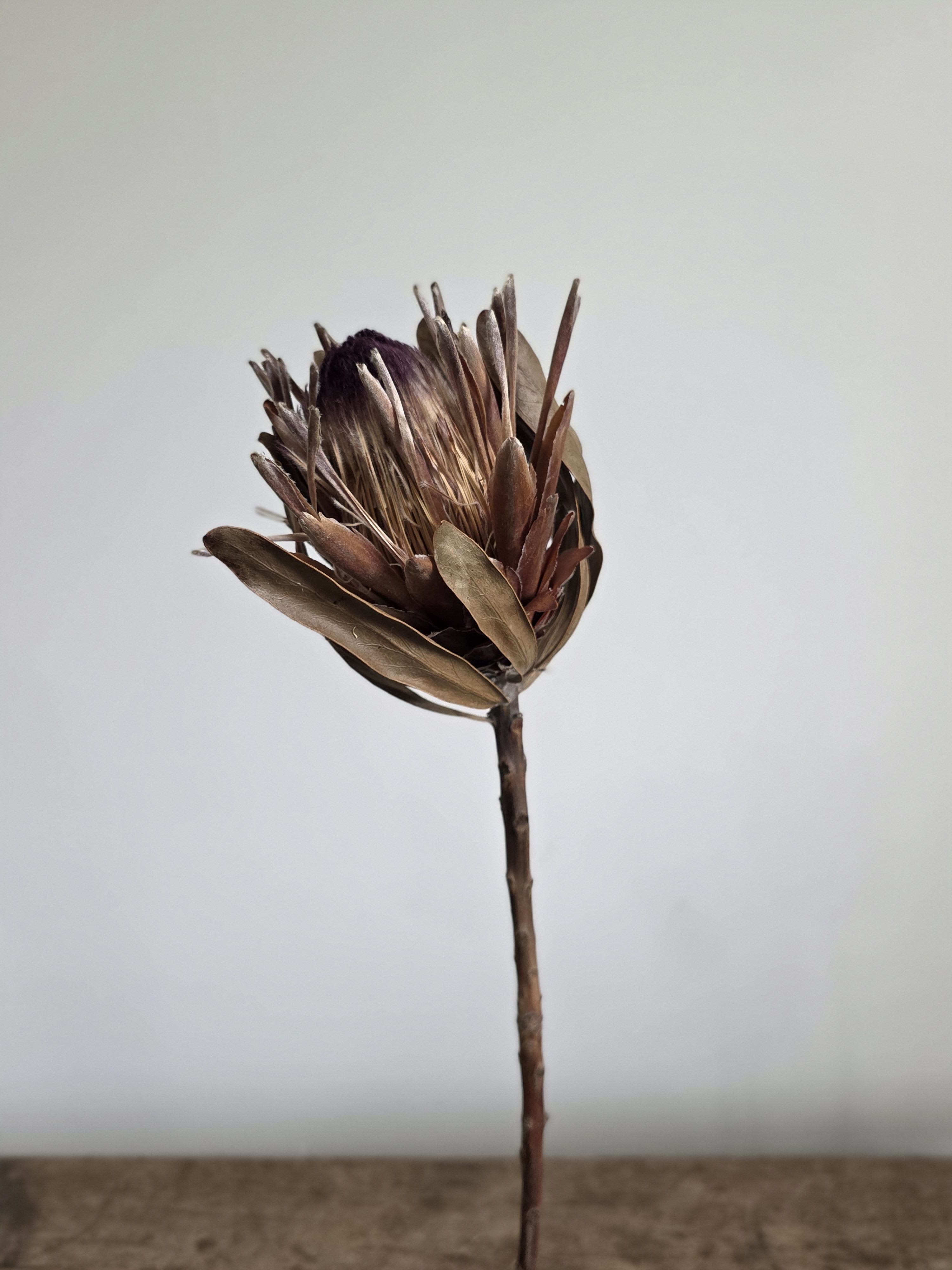 Dried Stem - Protea - Naturally beautiful and effortlessly timeless, our Dried Flower Stems are perfect for styling vases, crafting arrangements, or adding a touch of texture to your space. Each stem is a carefully preserved botanicals with long-lasting color and structure—no water or upkeep needed. Mix and match for a custom look or let a single variety shine on its own.  Protea