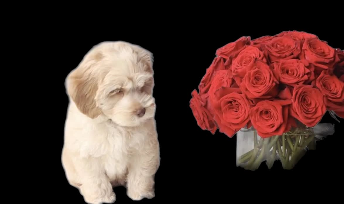 Designer’s Choice Apology Blooms - Life busy and you forgot it was an Anniversary, birthday, Valentine’s Day? We got you!! Our designers will hand craft the perfect blooms to say I apologize . (puppy not included)