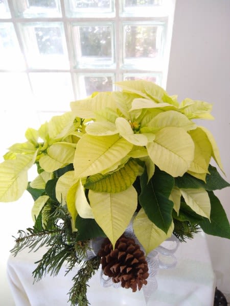 6&quot; White Poinsettia - Looking for something different? A white poinsettia brings the cool north into your home!