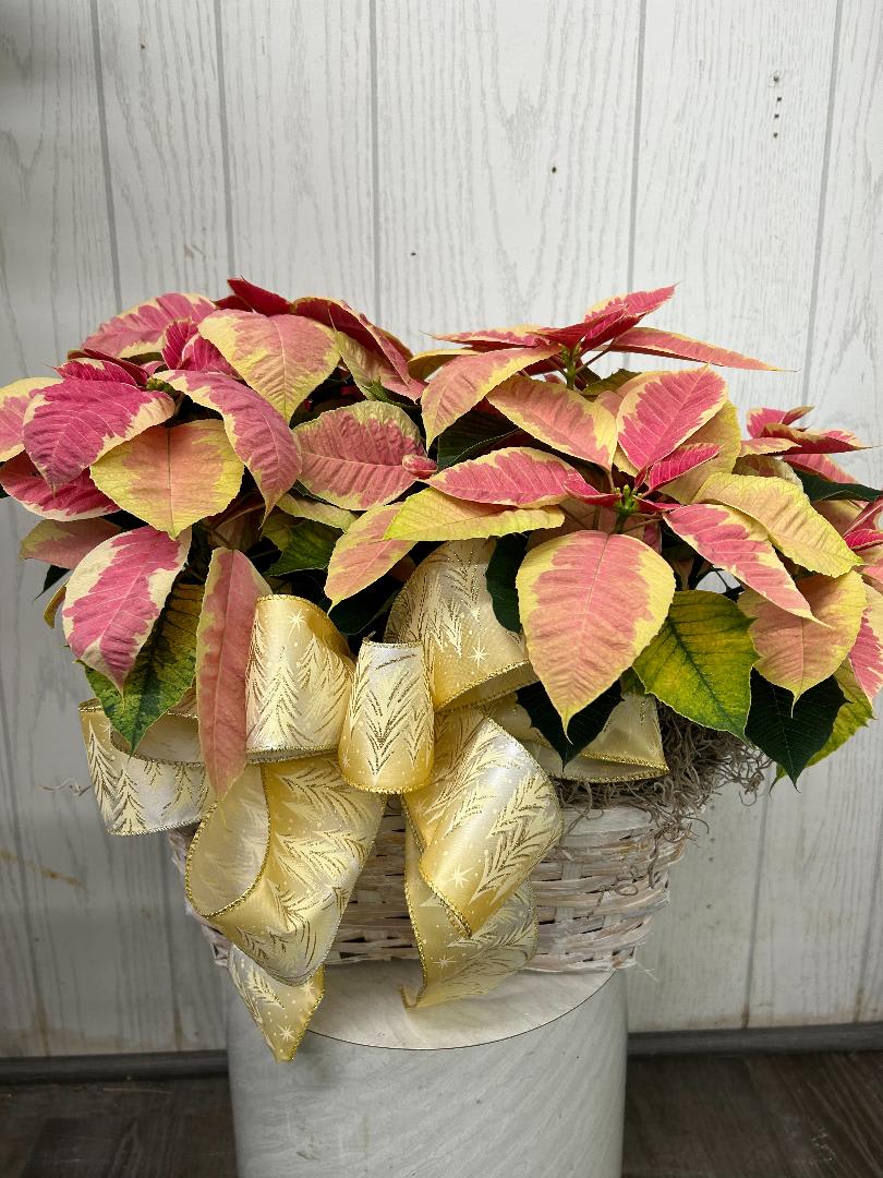 Double Poinsettia Basket  - This festive basket has two 6 inch poinsettia plants and a festive holiday bow. We have a beautiful selection of unusual poinsettia colors. Let us make a color selection for you or give us a call to discuss availability. (colors available - red, pink, peppermint)