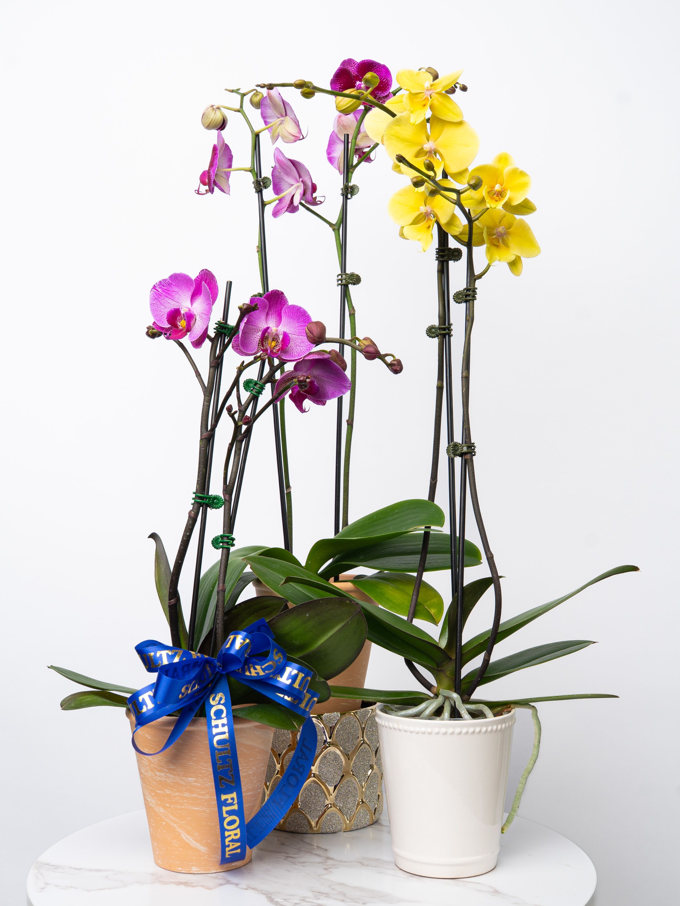 Double Stem Orchid in Orchid Pot - A beautiful and classic double stem orchid. Perfect for all occasions, bring it as a housewarming gift, a birthday, or anything in-between. Container may vary based on weekly supplier availability. Orchid Color is florist's choice. Contact the store if you have questions before ordering.