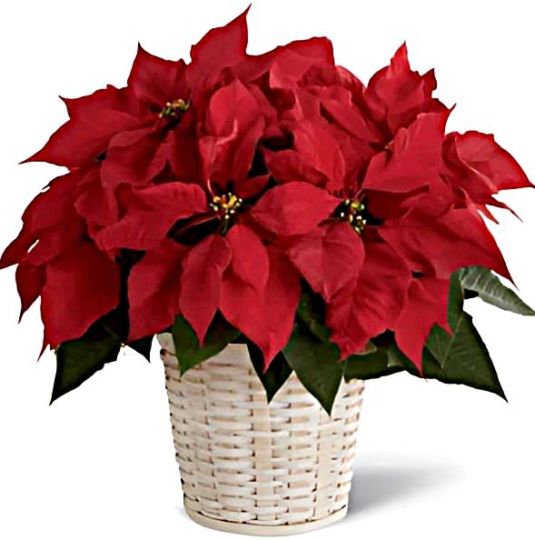Red Poinsettia standard - A holiday favorite!  Perfect for a table or jardiniere or desk or counter top.   We place our poinsettias in a basket (with a hard plastic liner to catch excess water) and complete it with a holiday bow, pine cone(s) and winter greens.    Also available in pink or white.