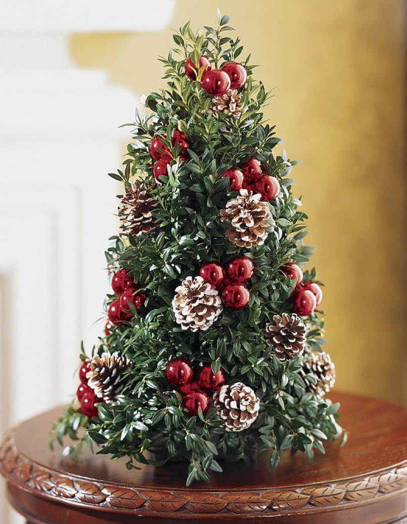 Super Boxwood Tree - Perfect for any table top.   This small tree is comprised of boxwood, a year round green which means your plant should last for months if not for years.  We decorate the tree for you in a red holiday theme.
