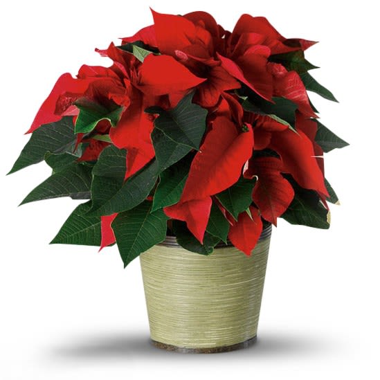 Red Poinsettia  - Nothing says Christmas like a Red Poinsettia Plant. Set the tone this holiday by sending this traditional plant to a friend or loved one. Our Red Poinsettia Plant will bring warmth and comfort to any holiday home or office... even if it's cold outside!