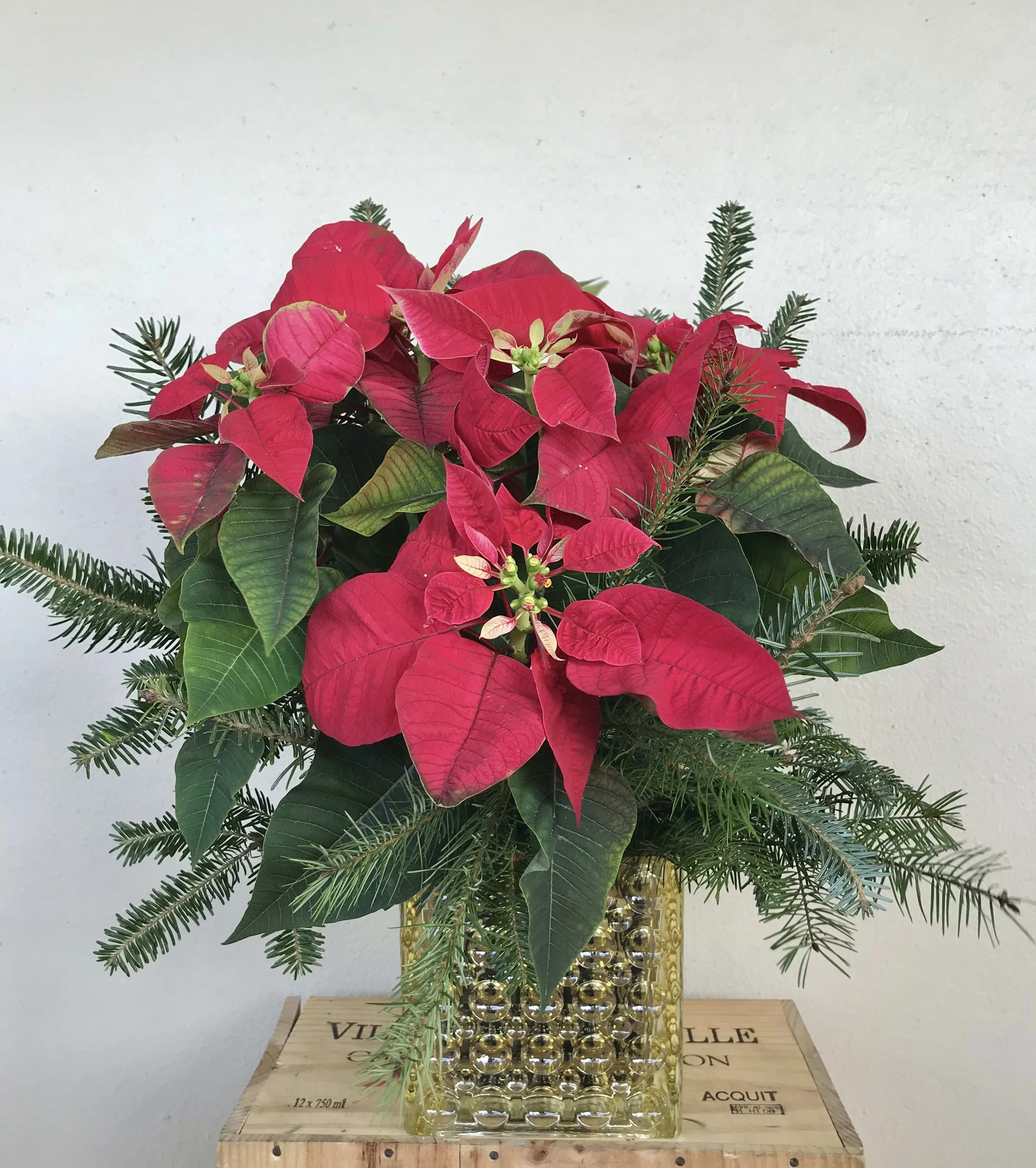 Holiday flowers  - Poinsettia plant with green 