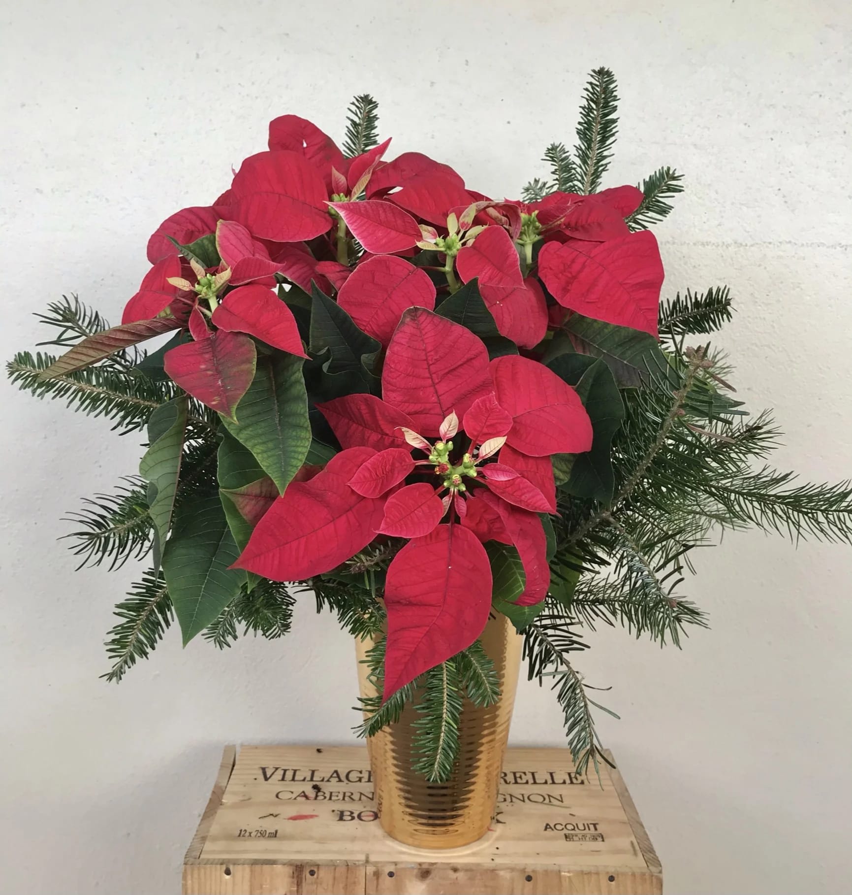 Christmas Star - Poinsettia plant with green 