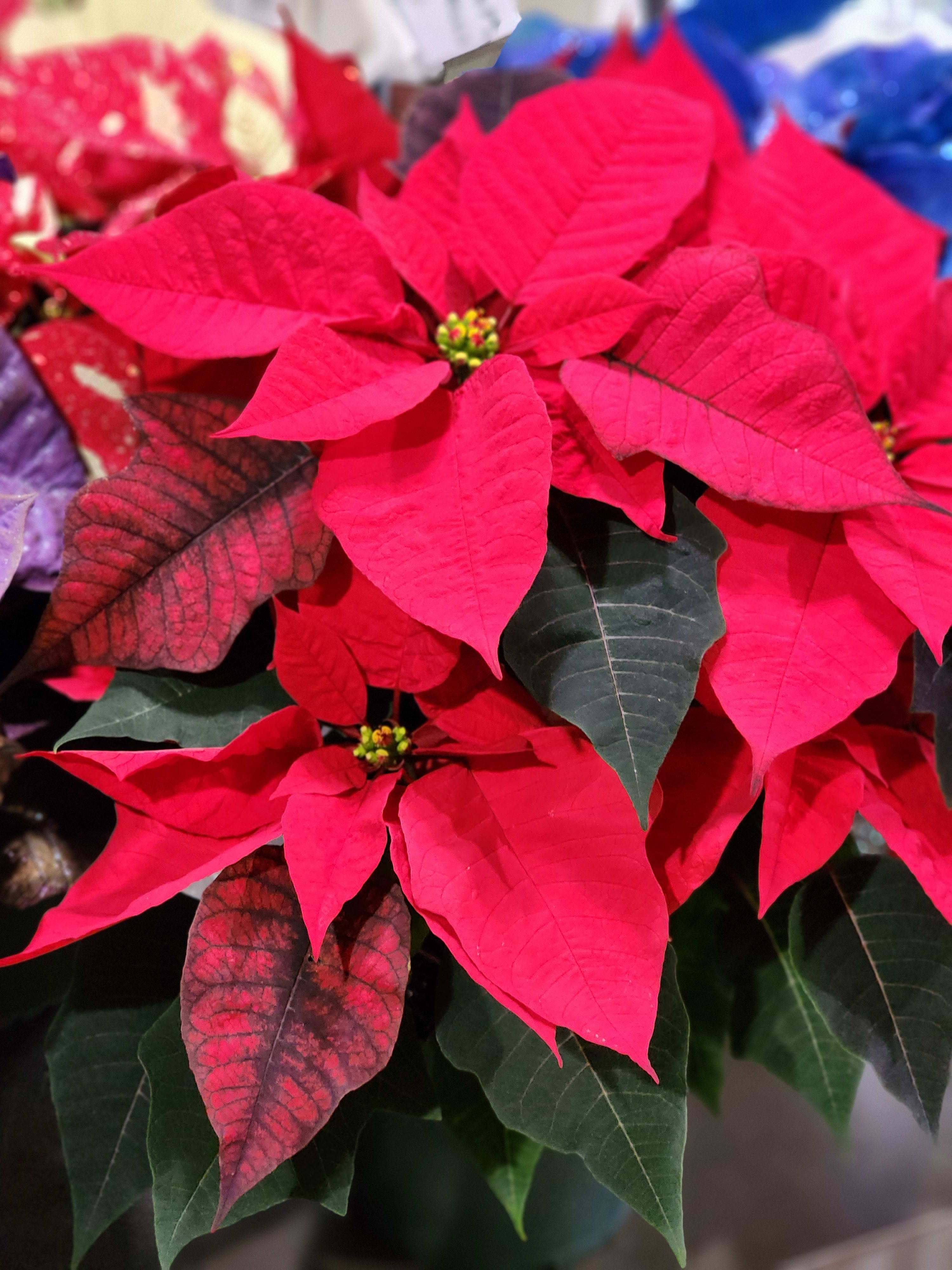 Red Poinsettia - Beautiful Poinsettia Plants, sure to make everyone's Holiday,  Merry and Bright. Several colors to choose from, call us for availability of colors other than red.