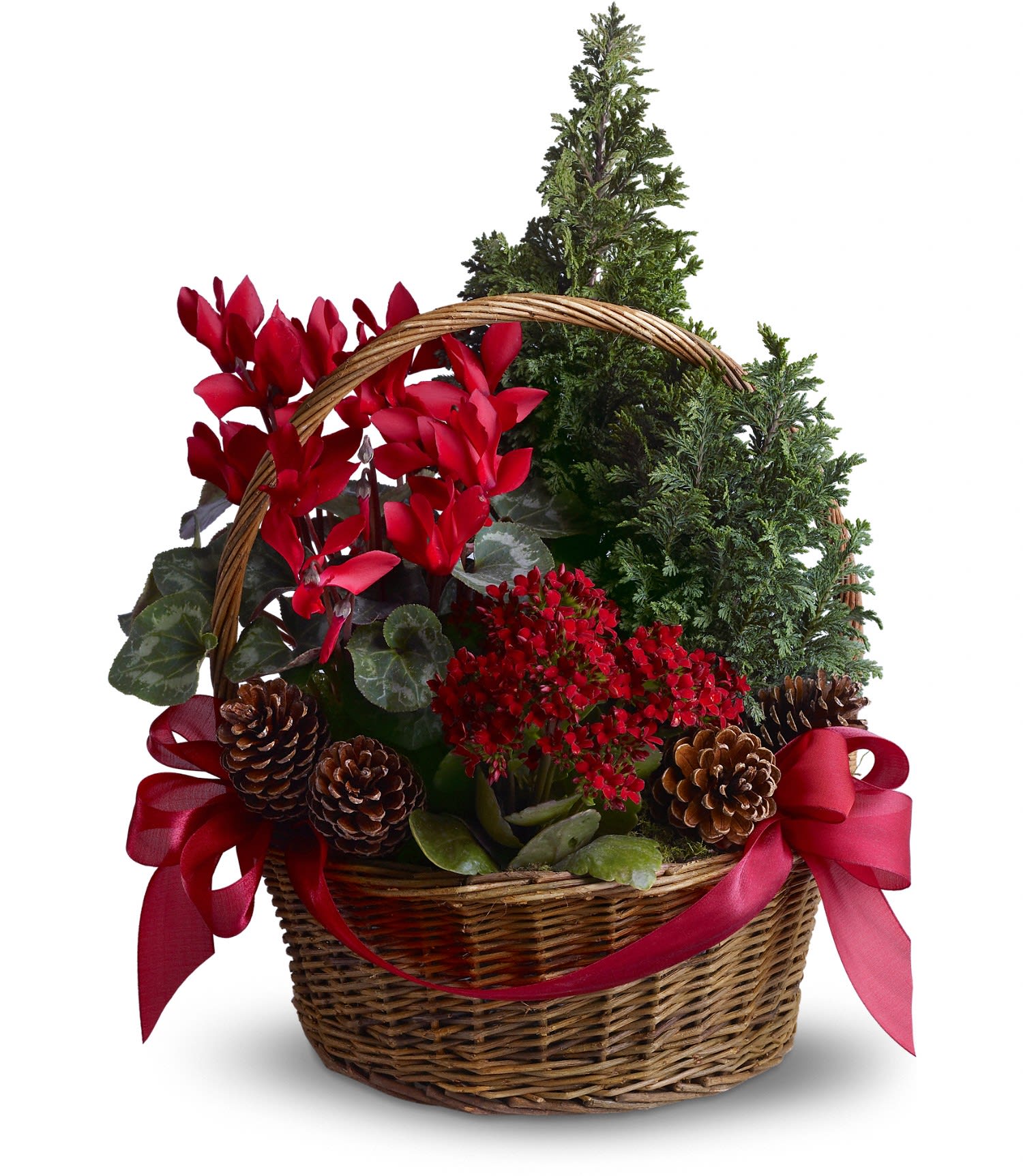 Tannenbaum Basket - Two pretty juniper trees join red kalanchoe and cyclamen plants, real pinecones and bright red ribbons in a pretty wicker basket. Approximately 15" W x 20" H