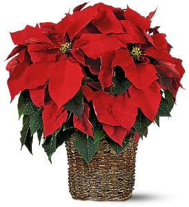 6 inch Poinsettia - The perfect plant to say &quot;Merry Christmas.&quot; Send this decorative red poinsettia, and that special someone will indeed have a merry one.  One 6&quot; red poinsettia arrives in a tasteful wicker basket.  As Shown : TF88-1