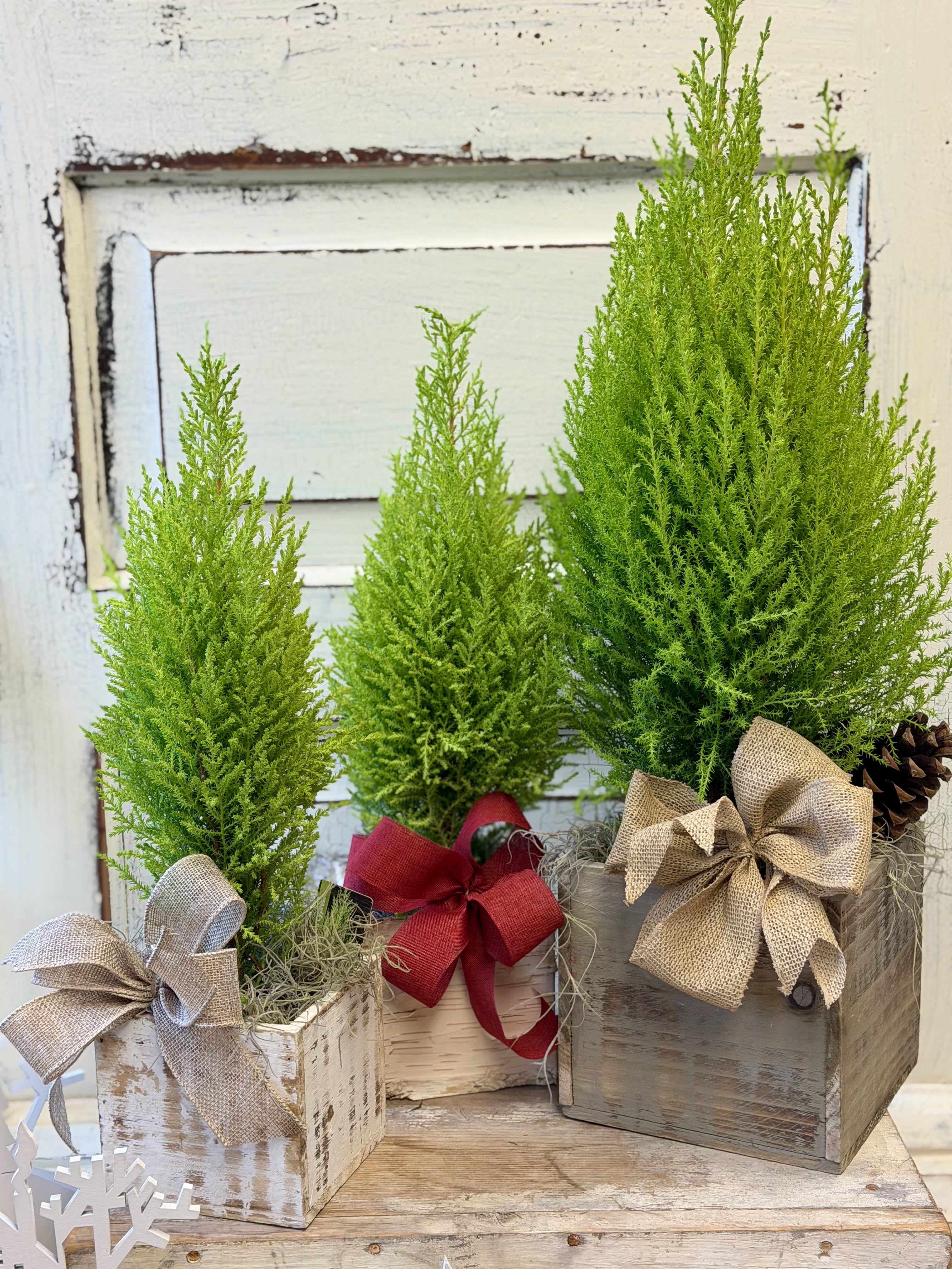 Lemon Cypress Tree - The scent from these plants is heavenly! The lemon cypress will arrive in wooden or birch bark box and will be finished with moss and ribbon for a natural and very long lasting gift. The standard size is a 4x4&quot; box and the deluxe is 6x6&quot;.