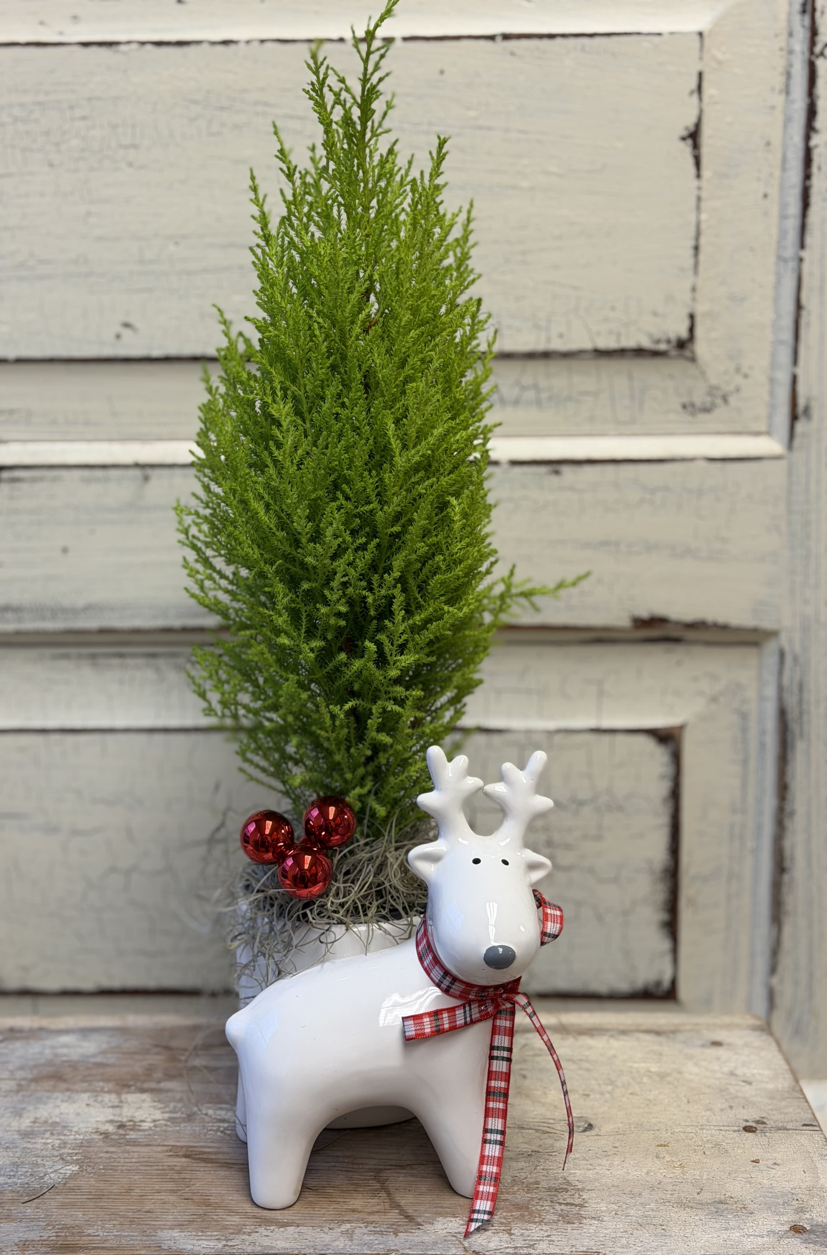 Reindeer Planter - A lemon cypress tree adorned with mini ornaments is a long lasting gift and the reindeer planter is a great keepsake to bring out every holiday season.